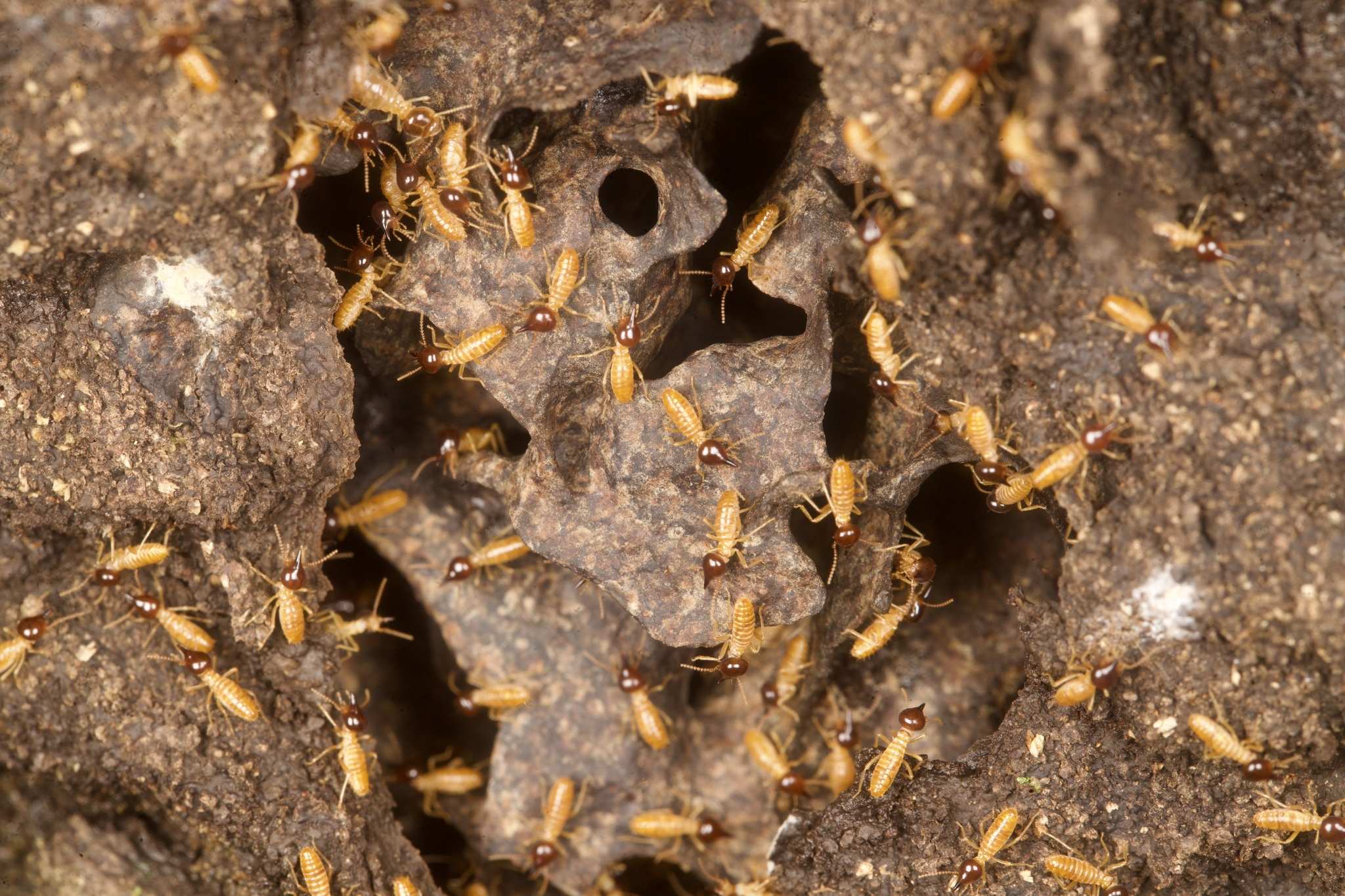 Nasutitermes corniger