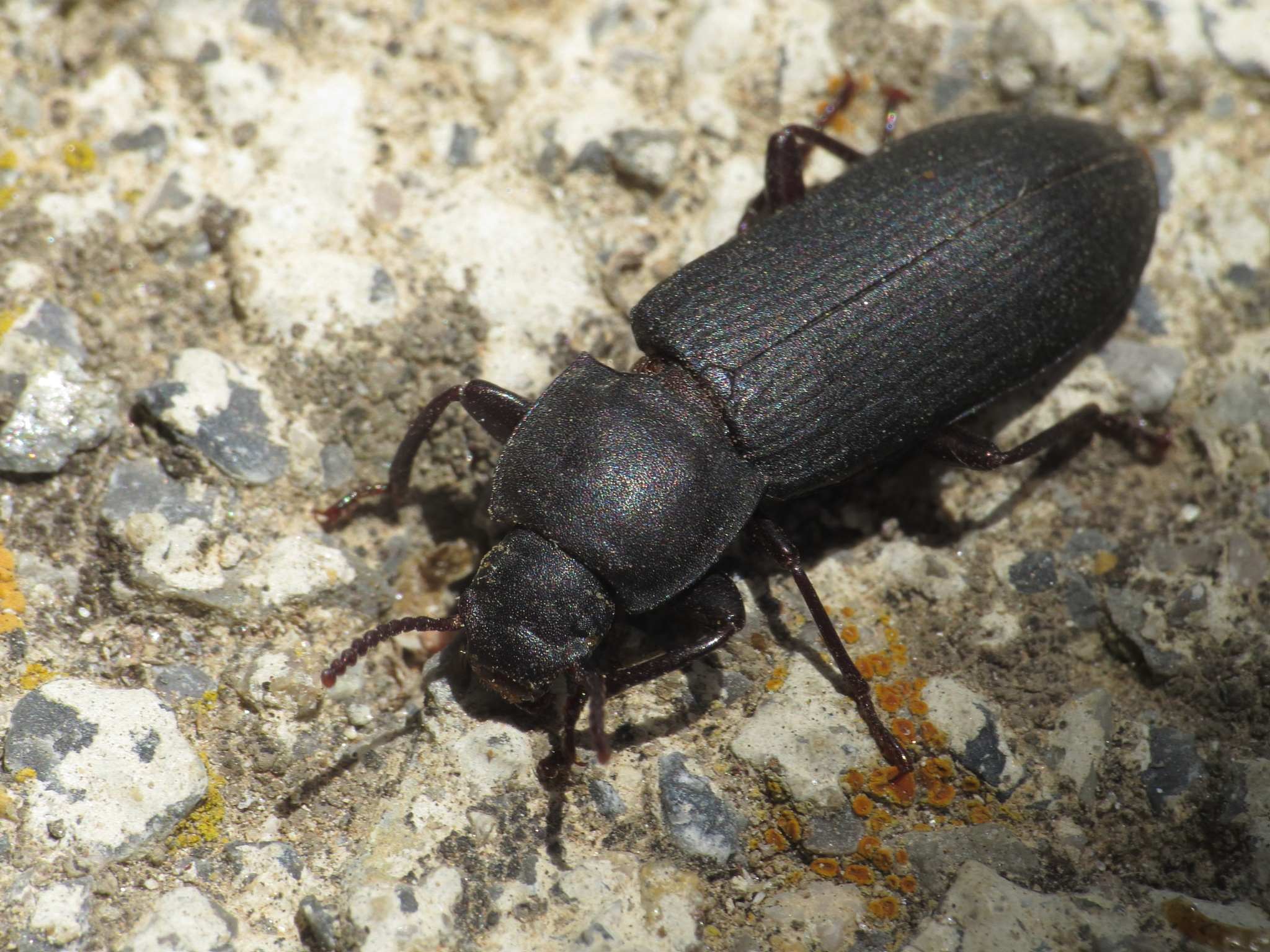 Tenebrio obscurus