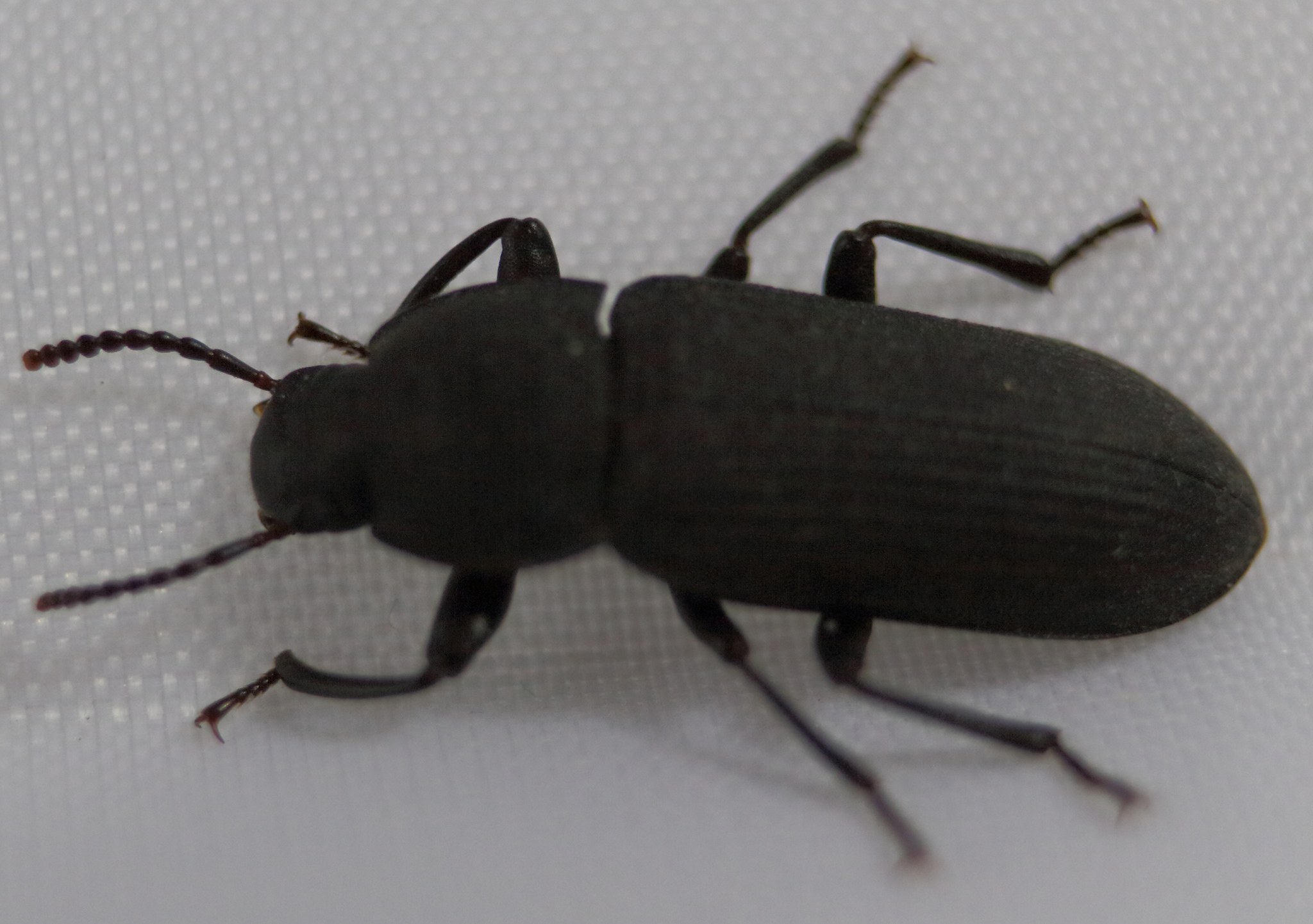 Tenebrio obscurus