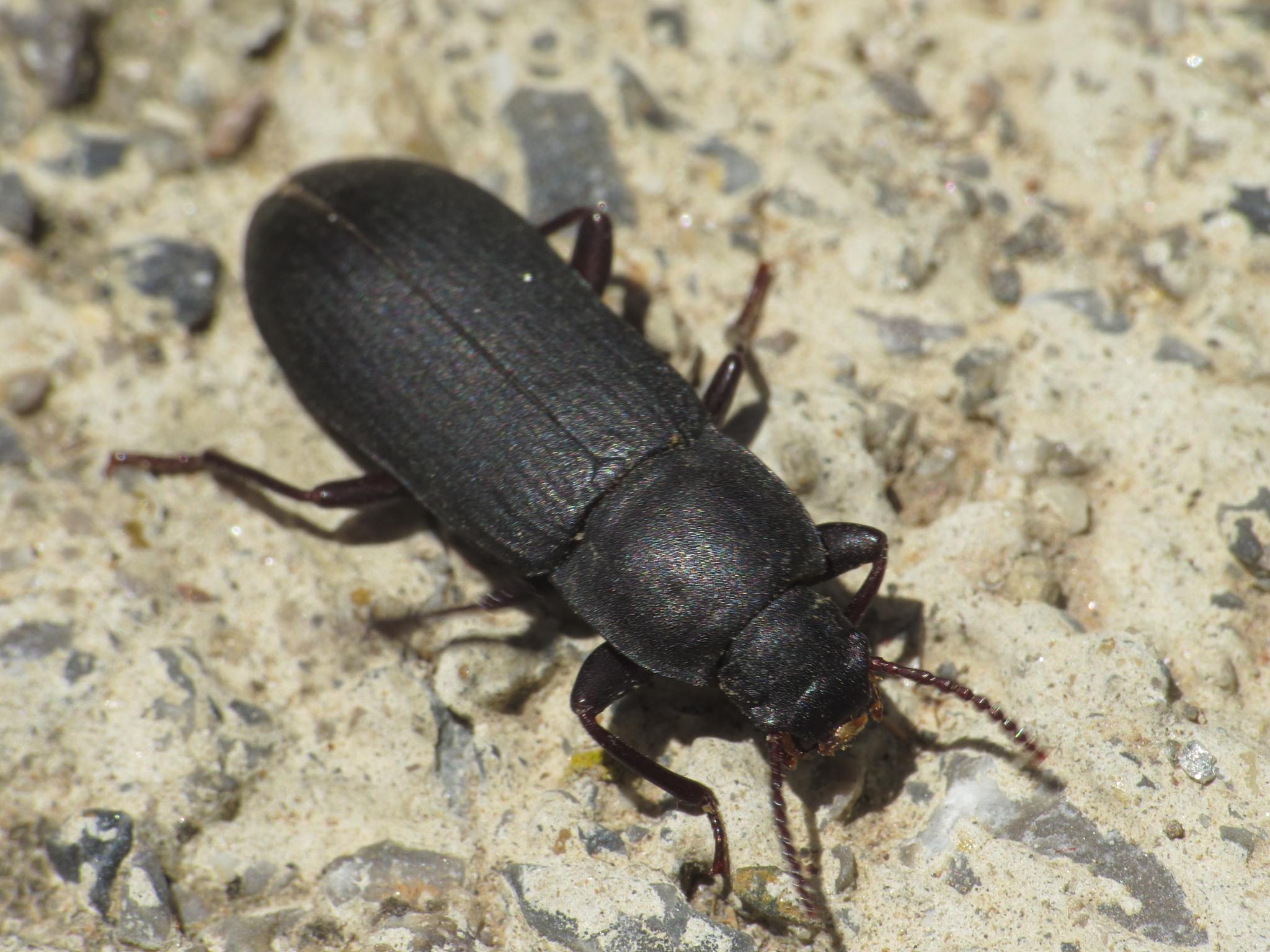 Tenebrio obscurus