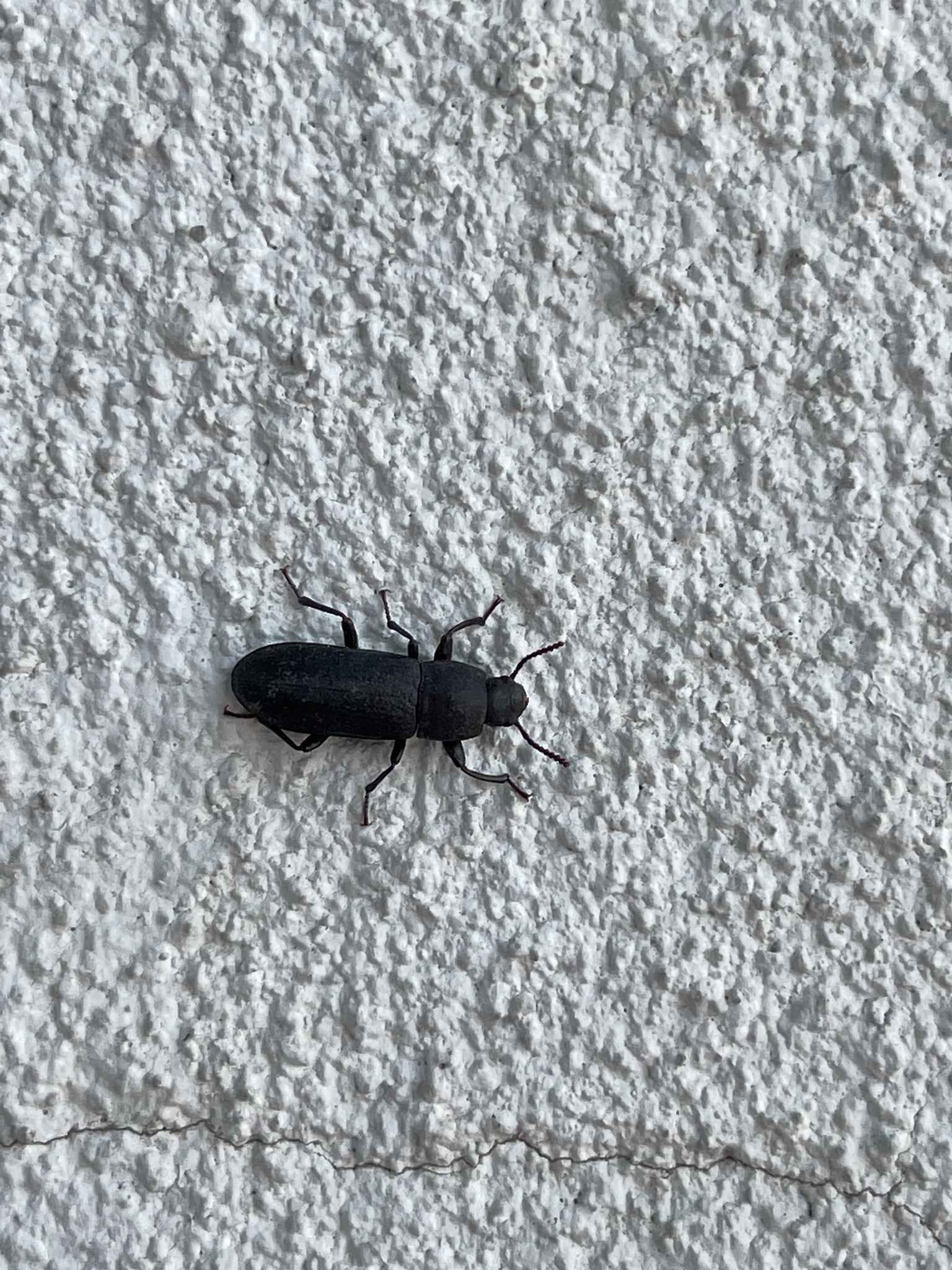 Tenebrio obscurus