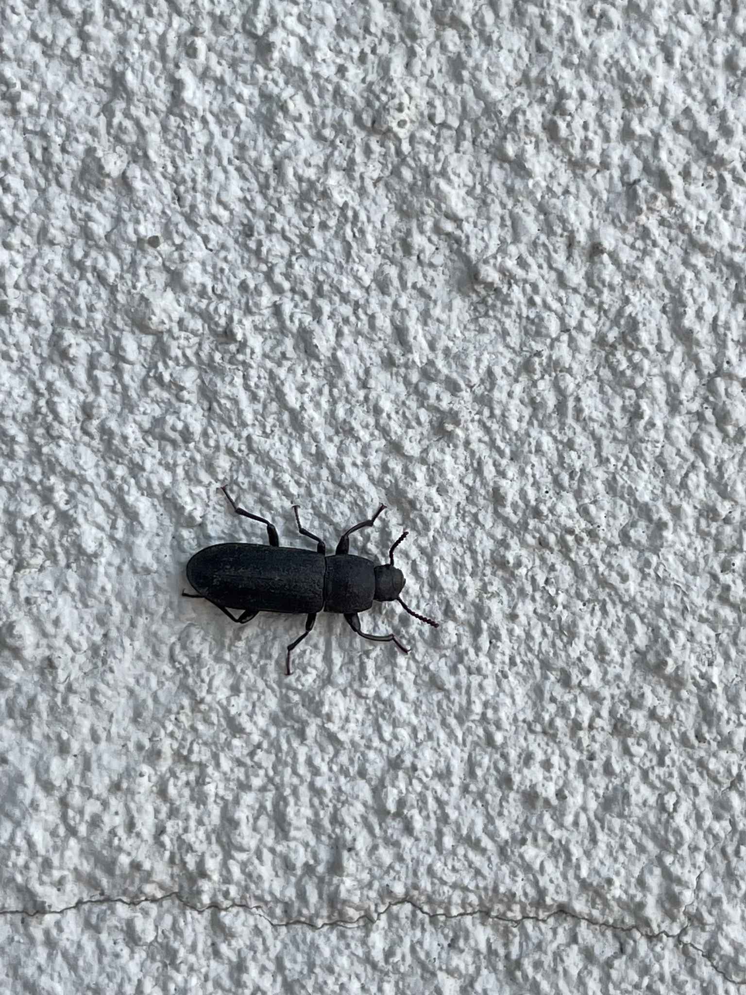 Tenebrio obscurus