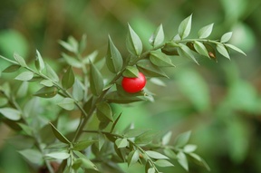 Ruscus aculeatus