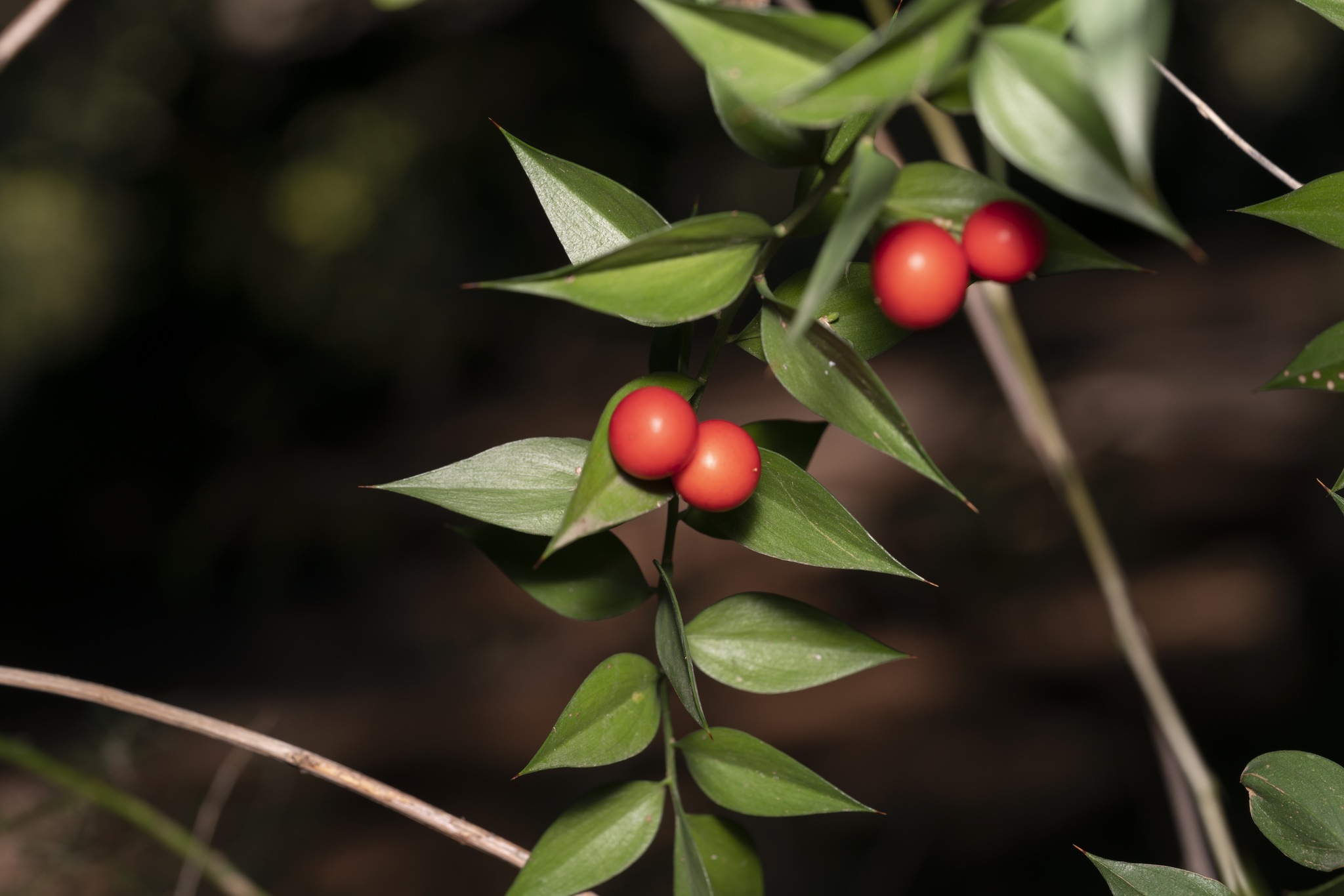 Ruscus aculeatus