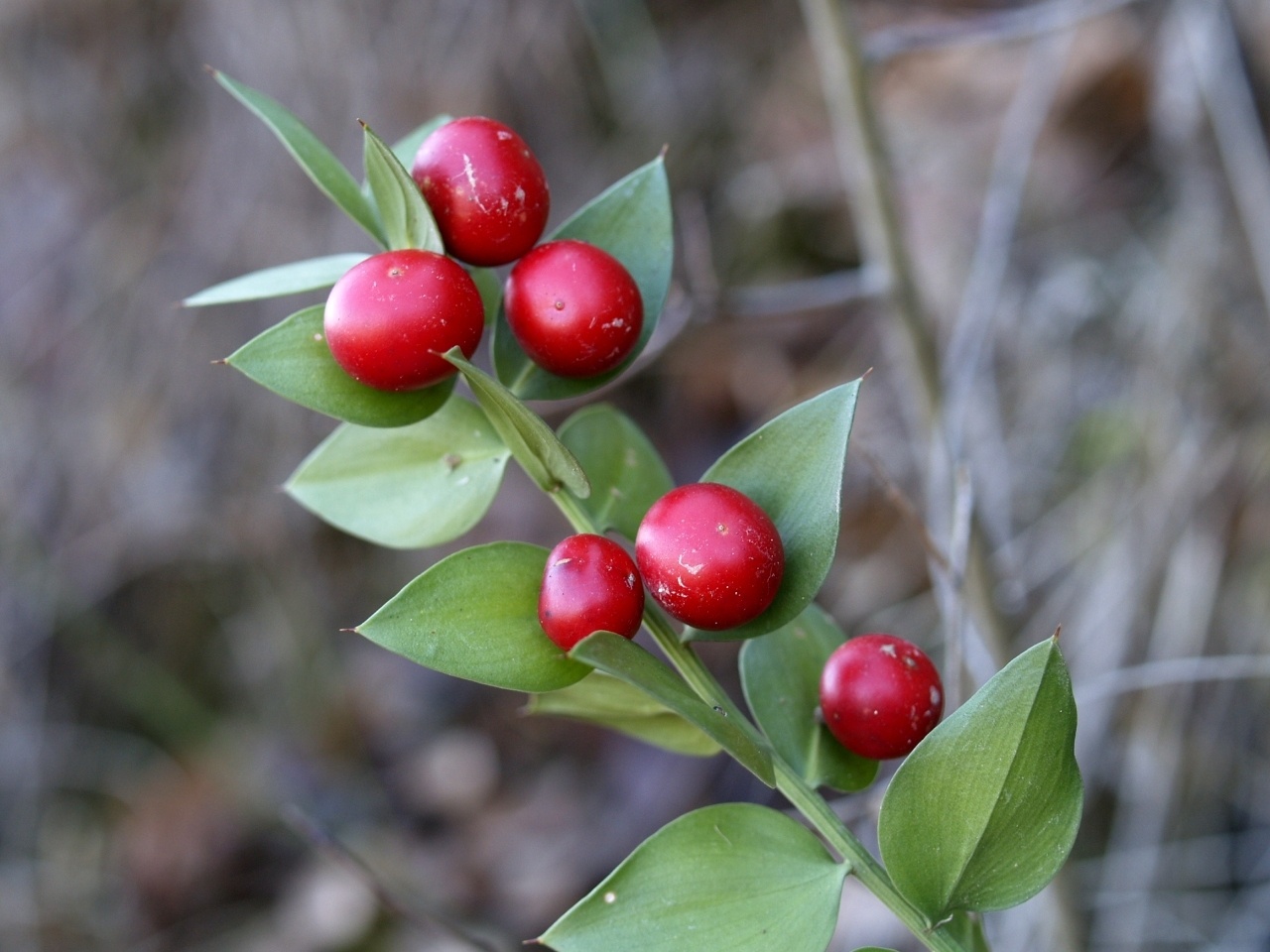 Ruscus aculeatus