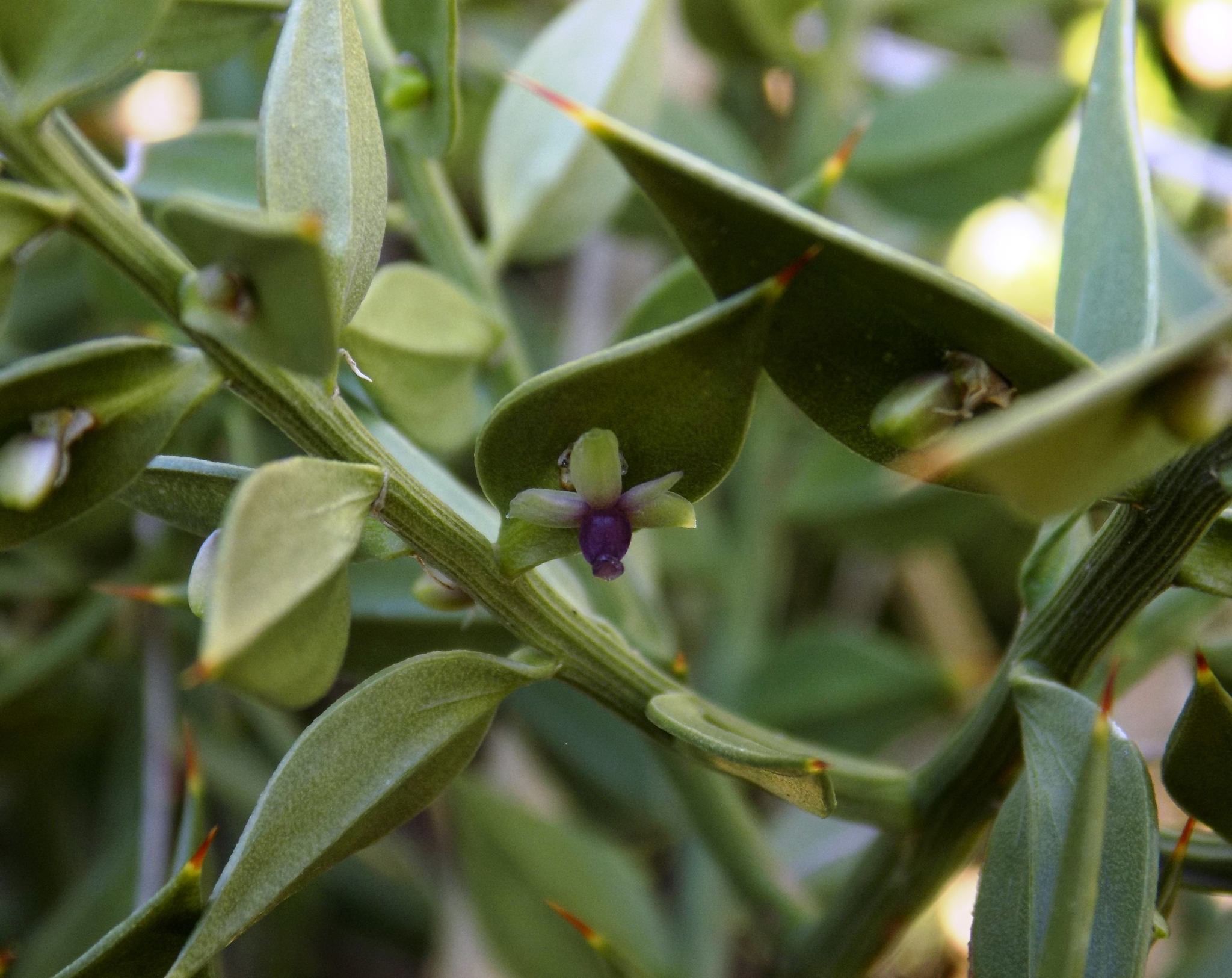 Ruscus aculeatus