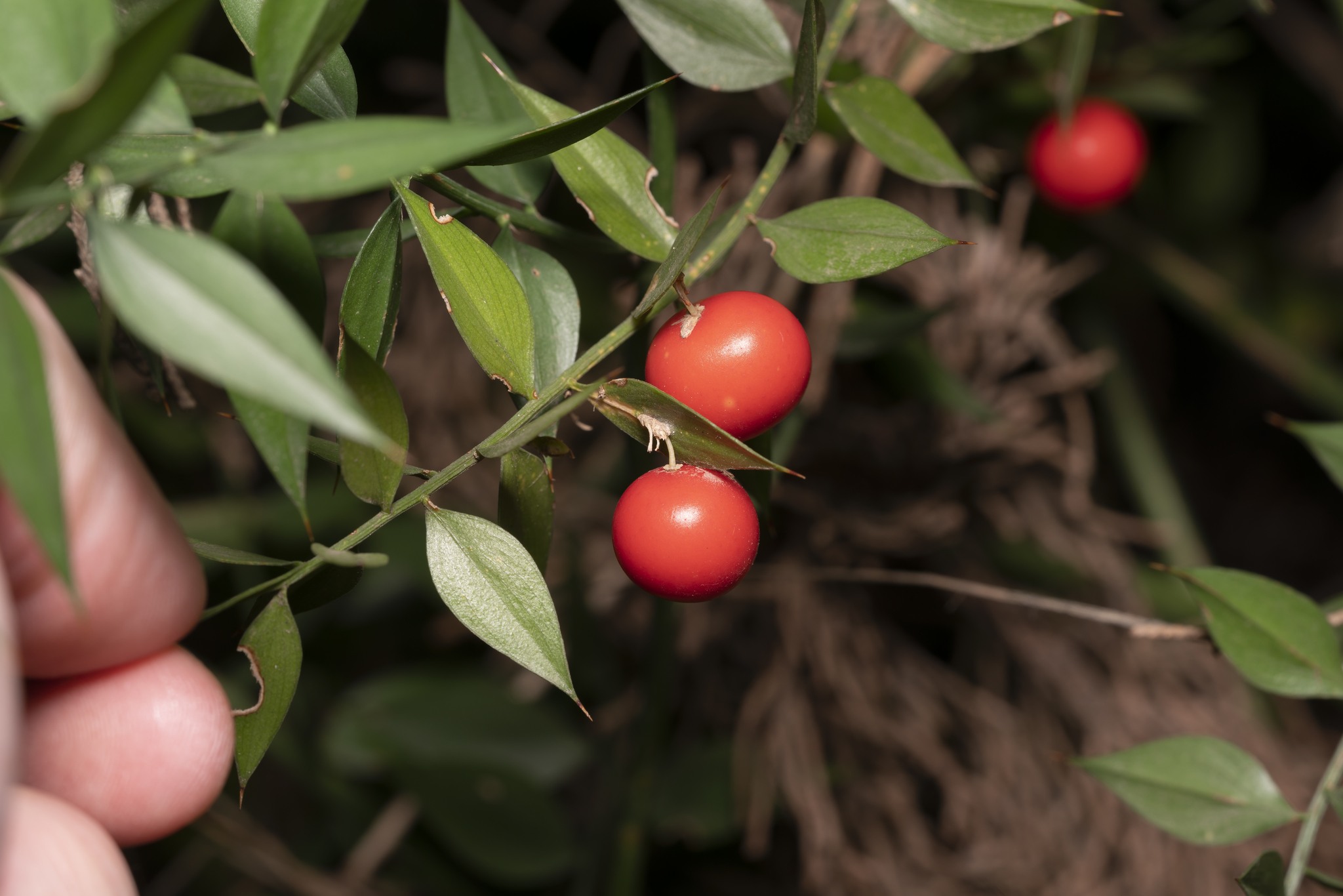 Ruscus aculeatus