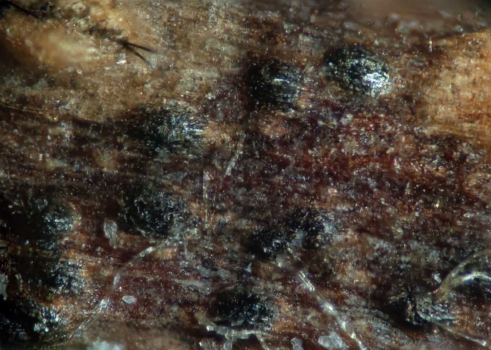 Neofusicoccum parvum