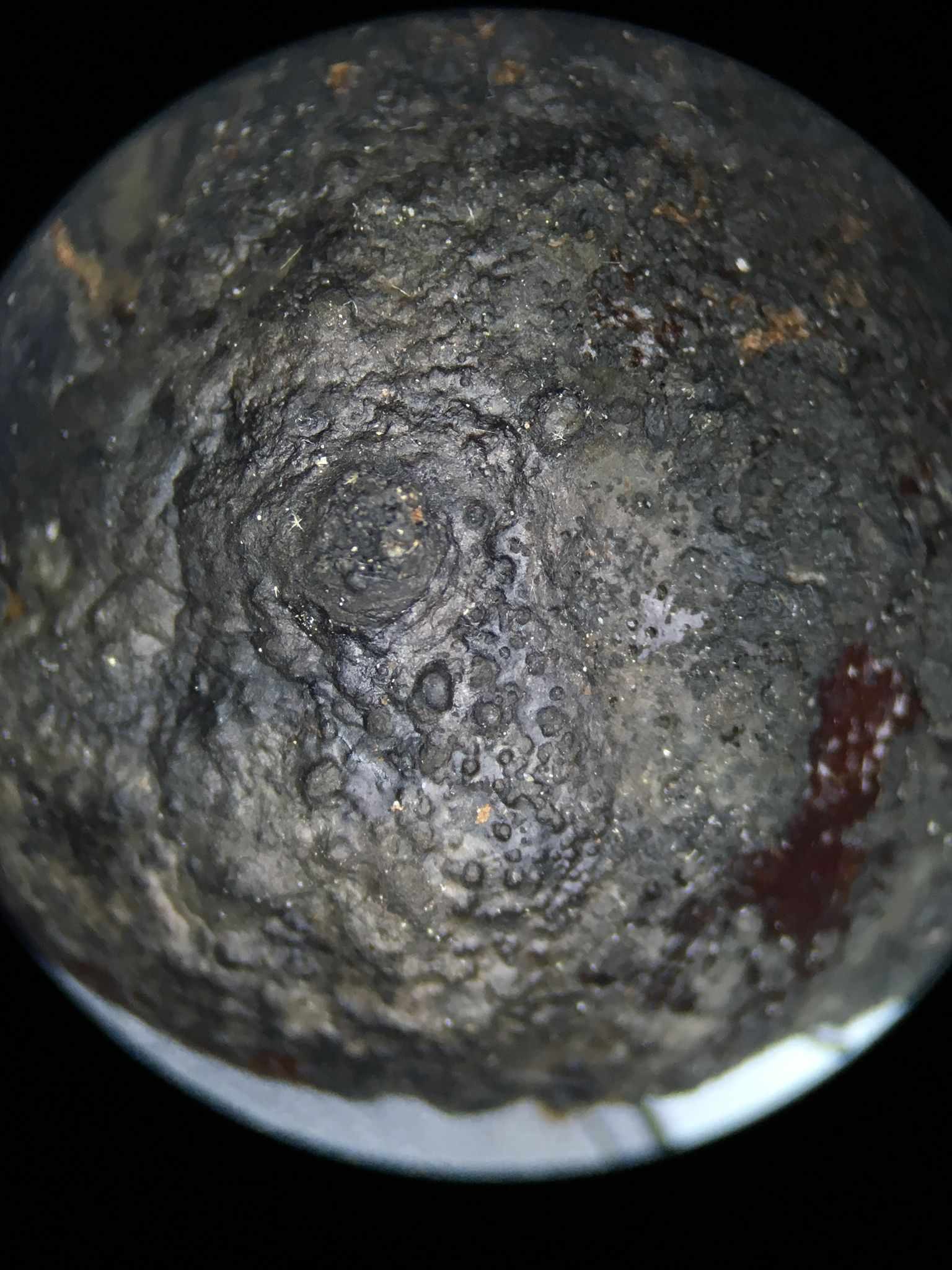 Neofusicoccum parvum