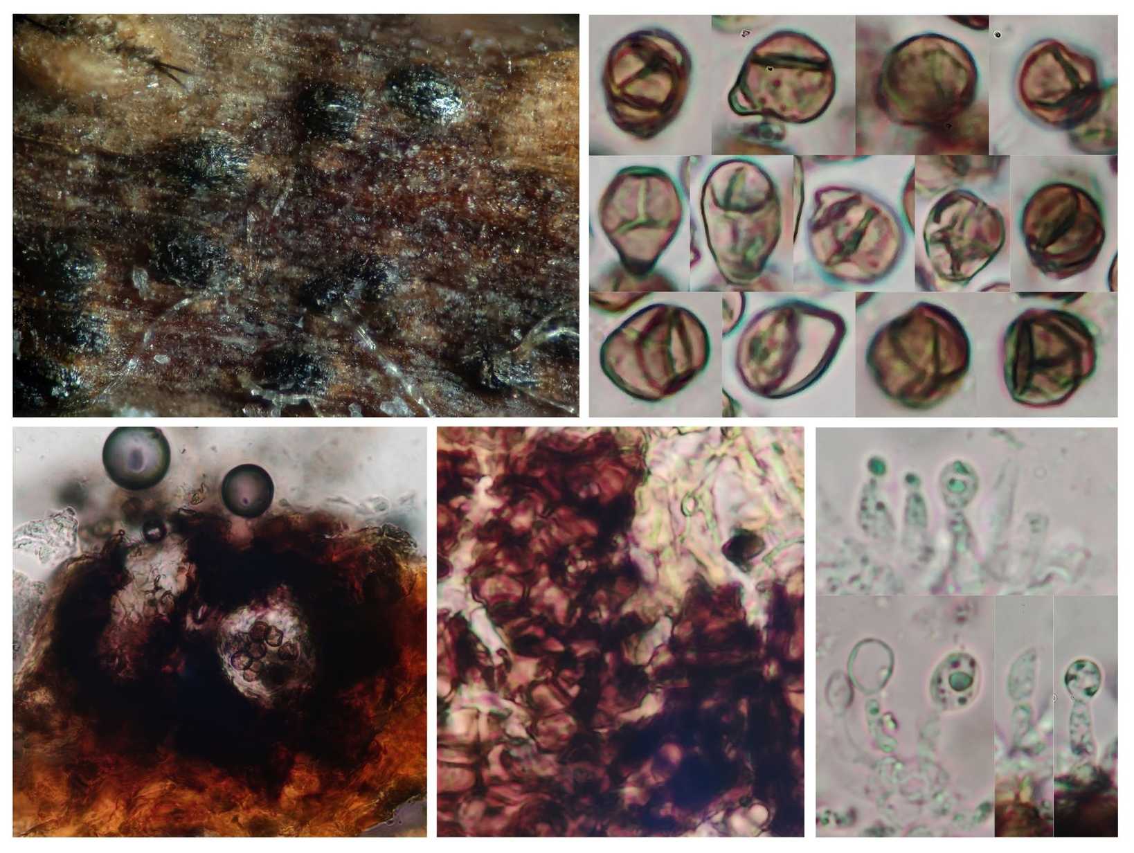 Neofusicoccum parvum