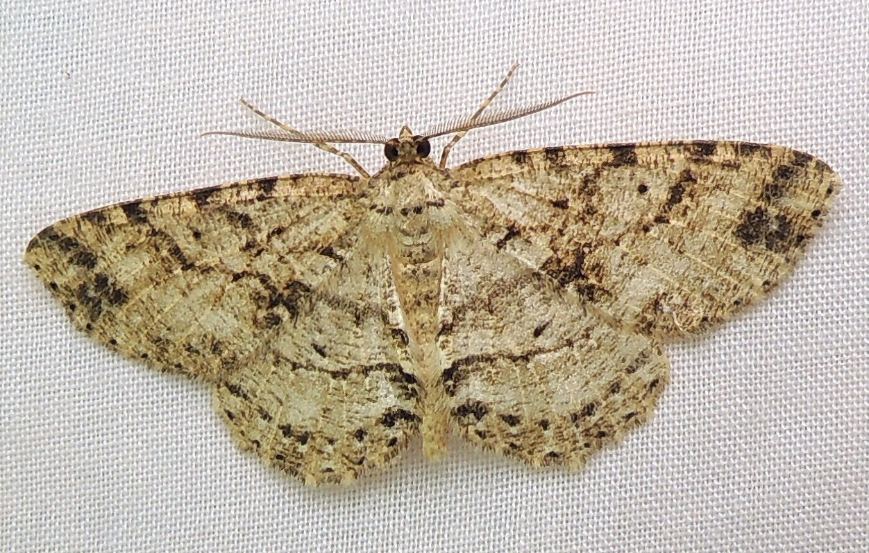 Melanolophia