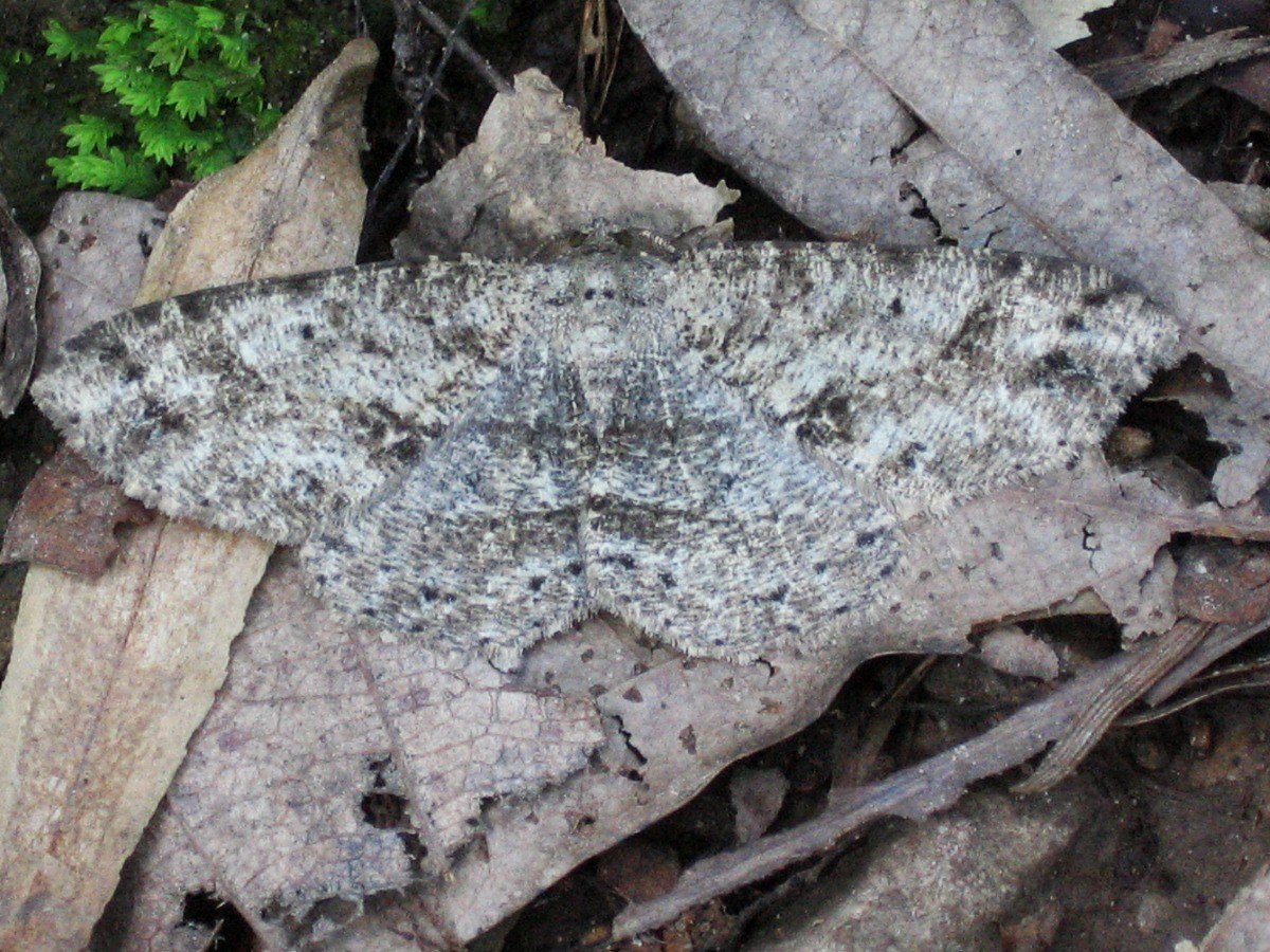 Melanolophia