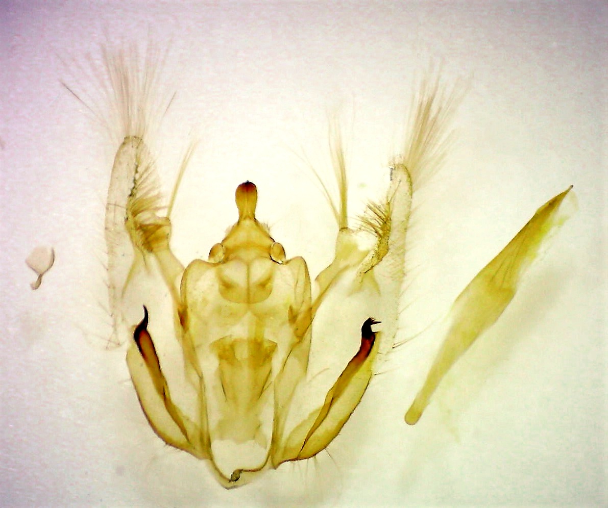 Melanolophia