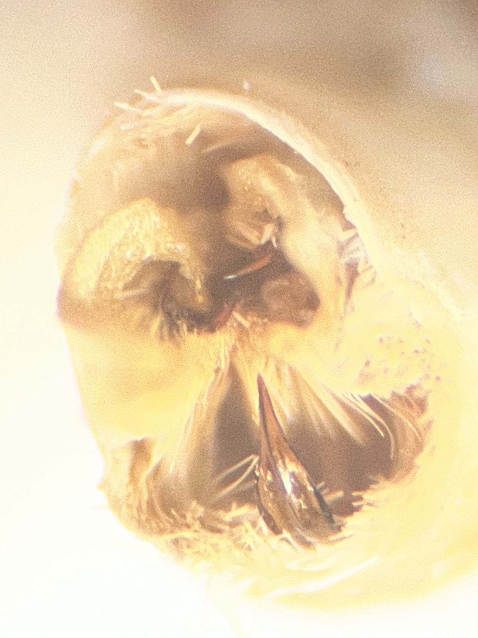 Melanolophia
