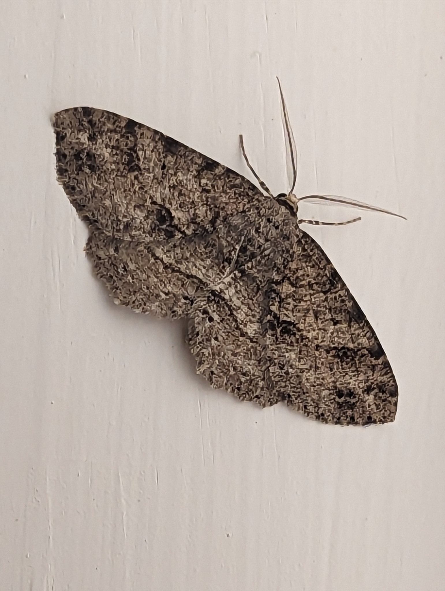Melanolophia