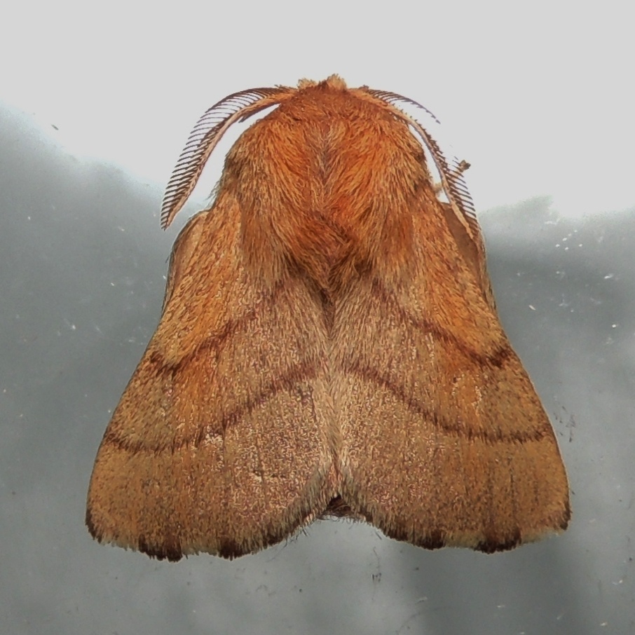 Malacosoma disstria