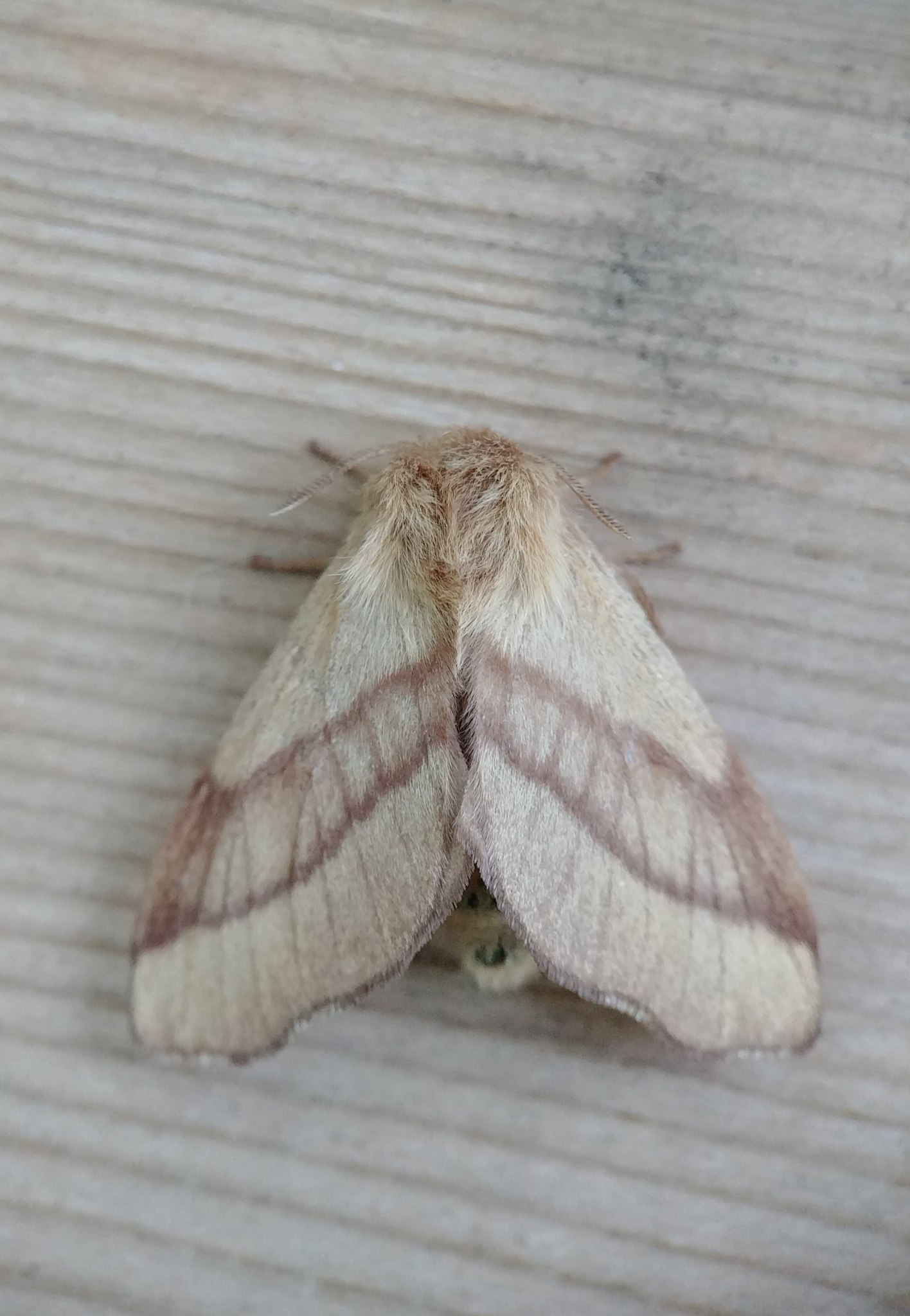 Malacosoma disstria