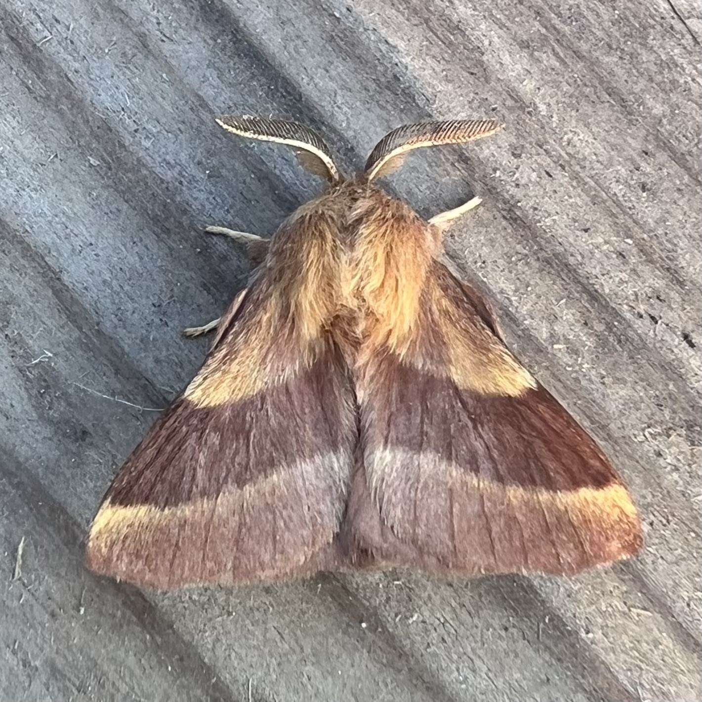 Malacosoma disstria