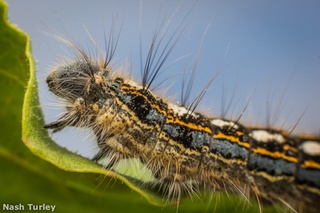 Malacosoma disstria