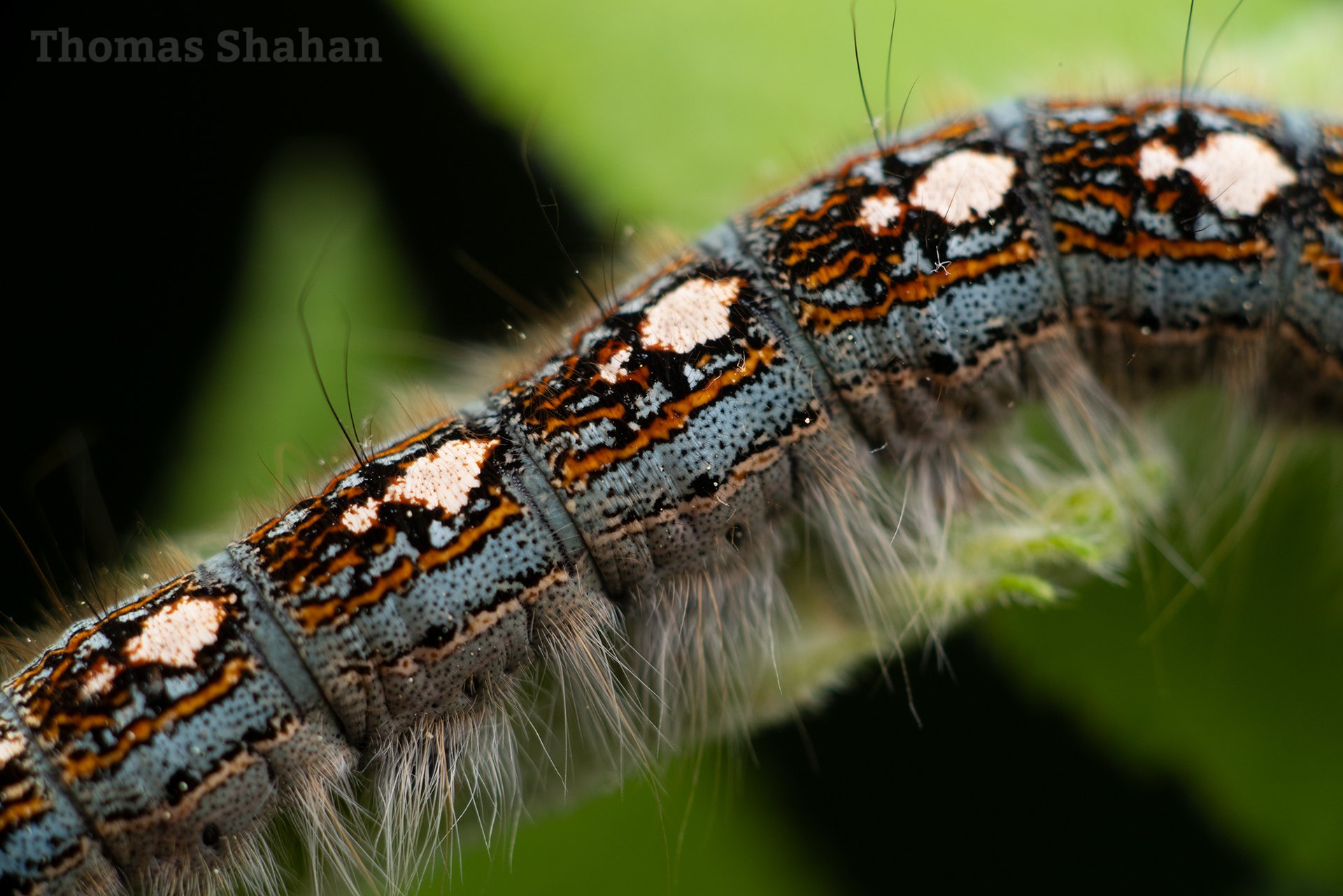 Malacosoma disstria