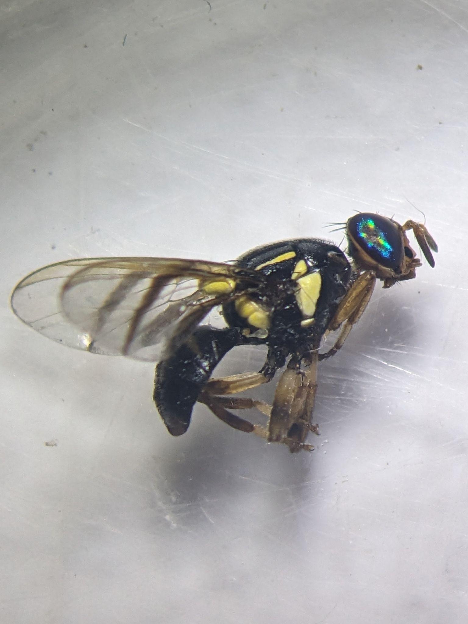 Bactrocera frauenfeldi
