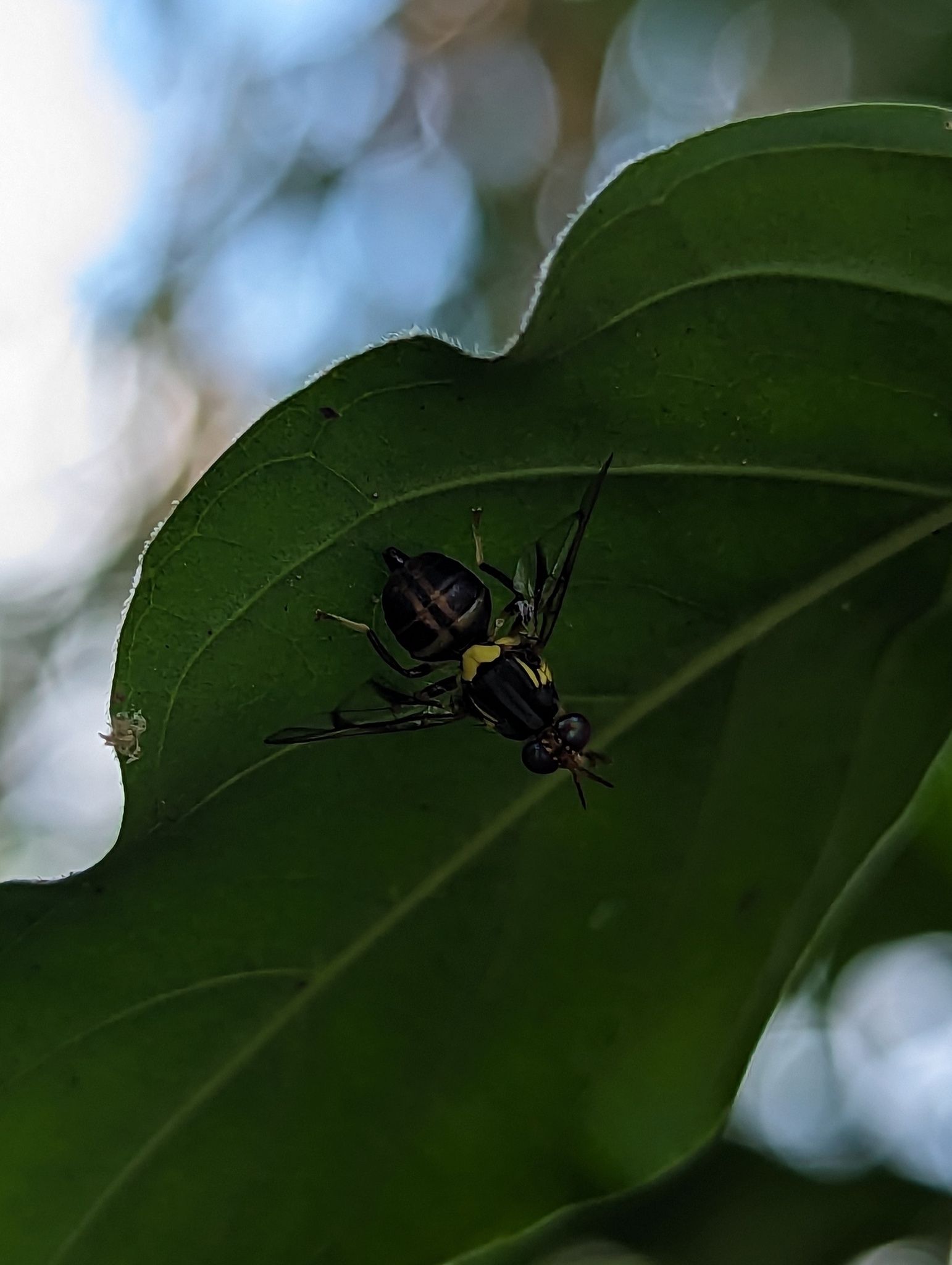 Bactrocera frauenfeldi