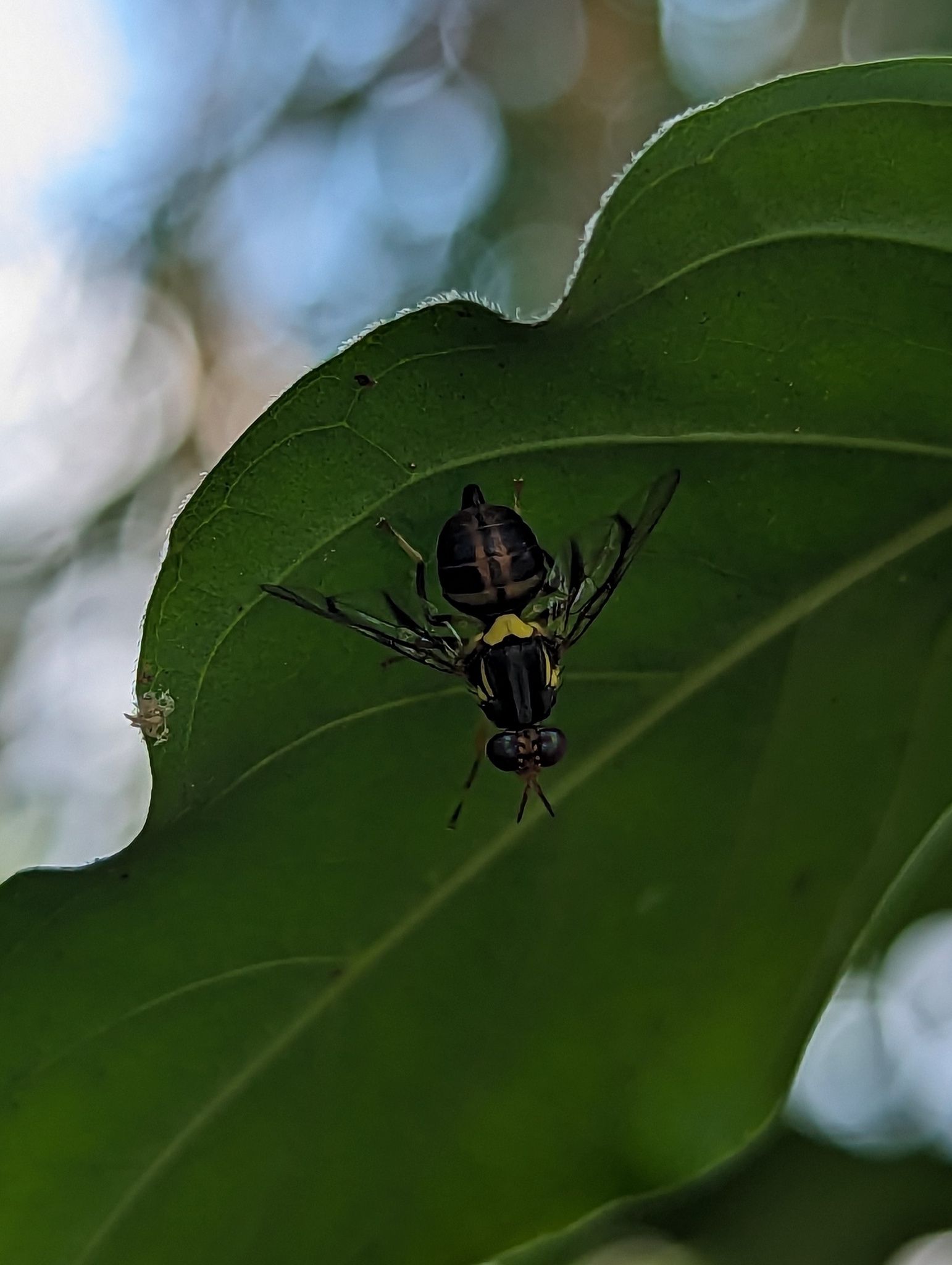 Bactrocera frauenfeldi