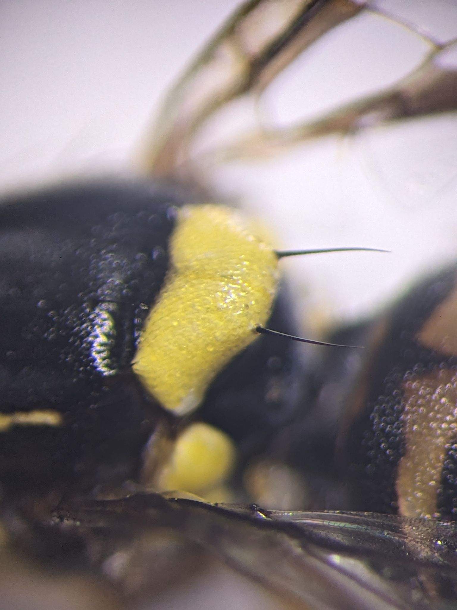 Bactrocera frauenfeldi