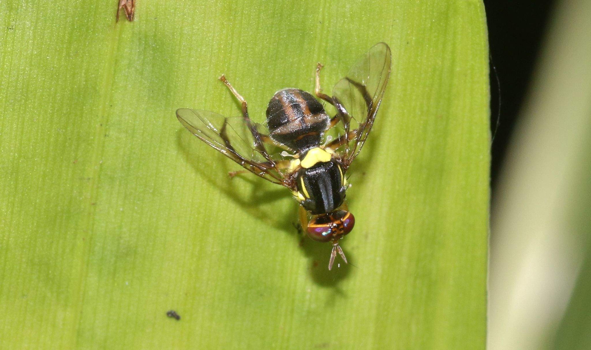 Bactrocera frauenfeldi