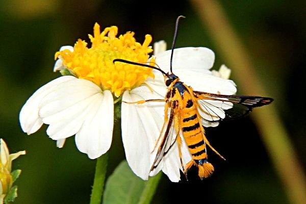 Ichneumenoptera chrysophanes