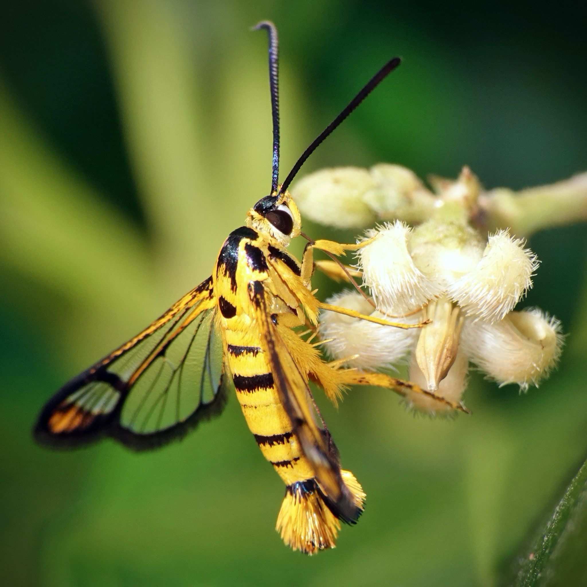 Ichneumenoptera chrysophanes