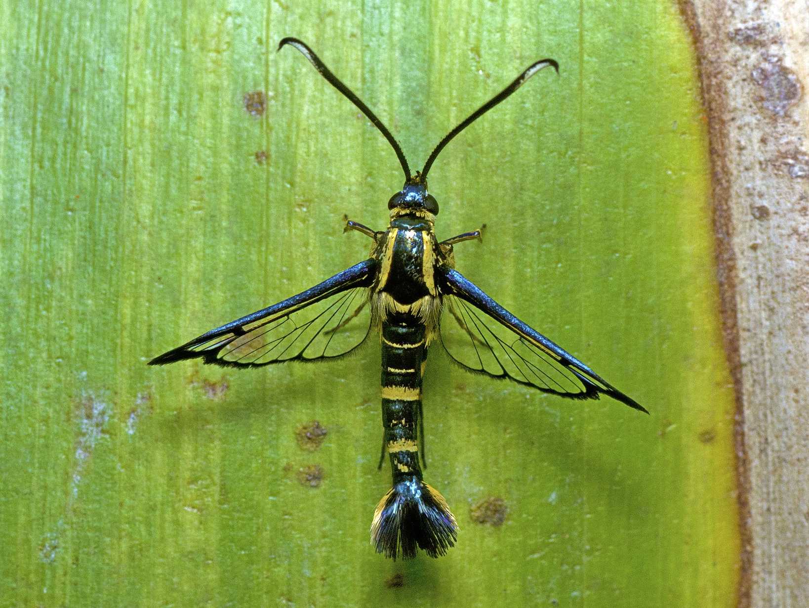 Ichneumenoptera chrysophanes
