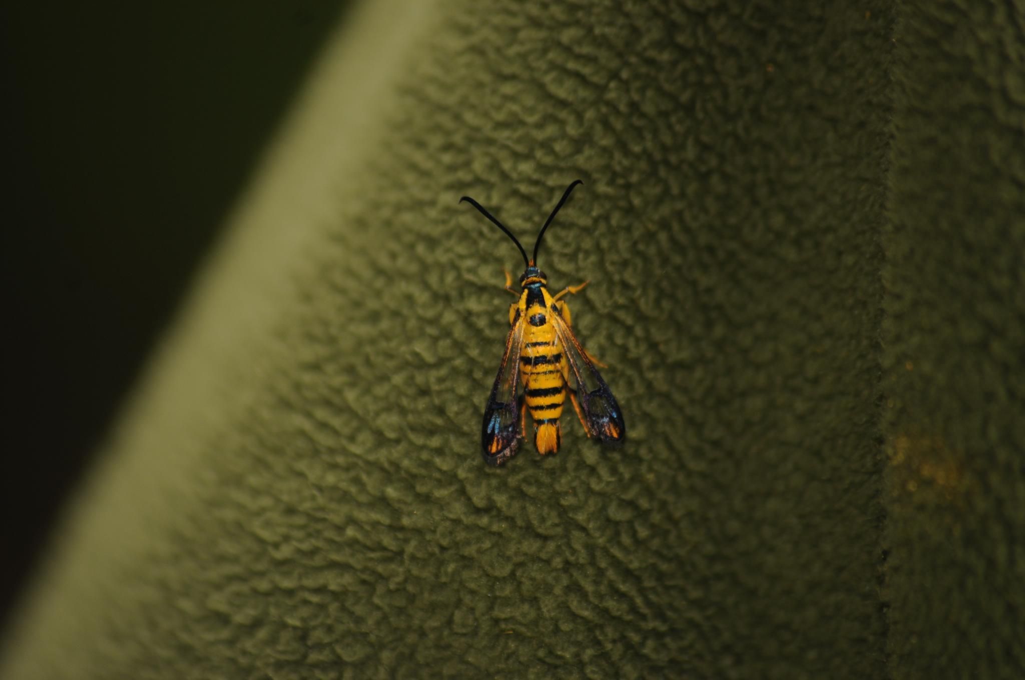 Ichneumenoptera chrysophanes