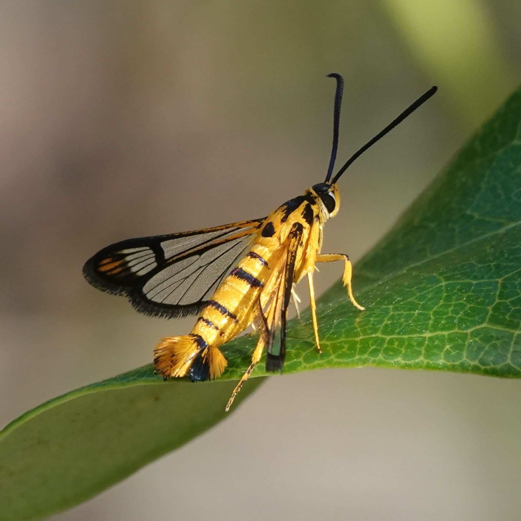 Ichneumenoptera chrysophanes