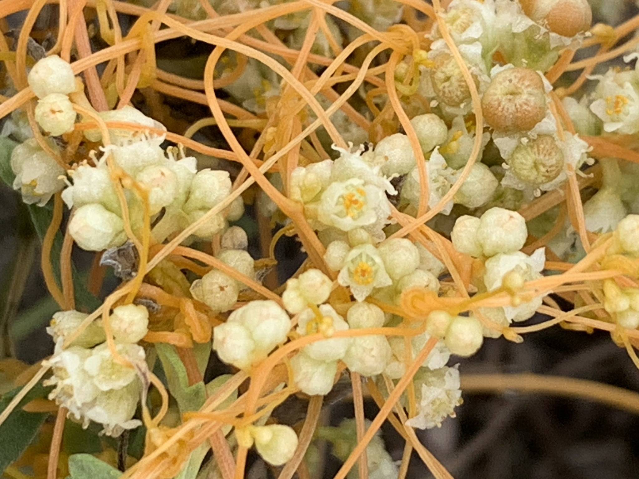 Cuscuta campestris