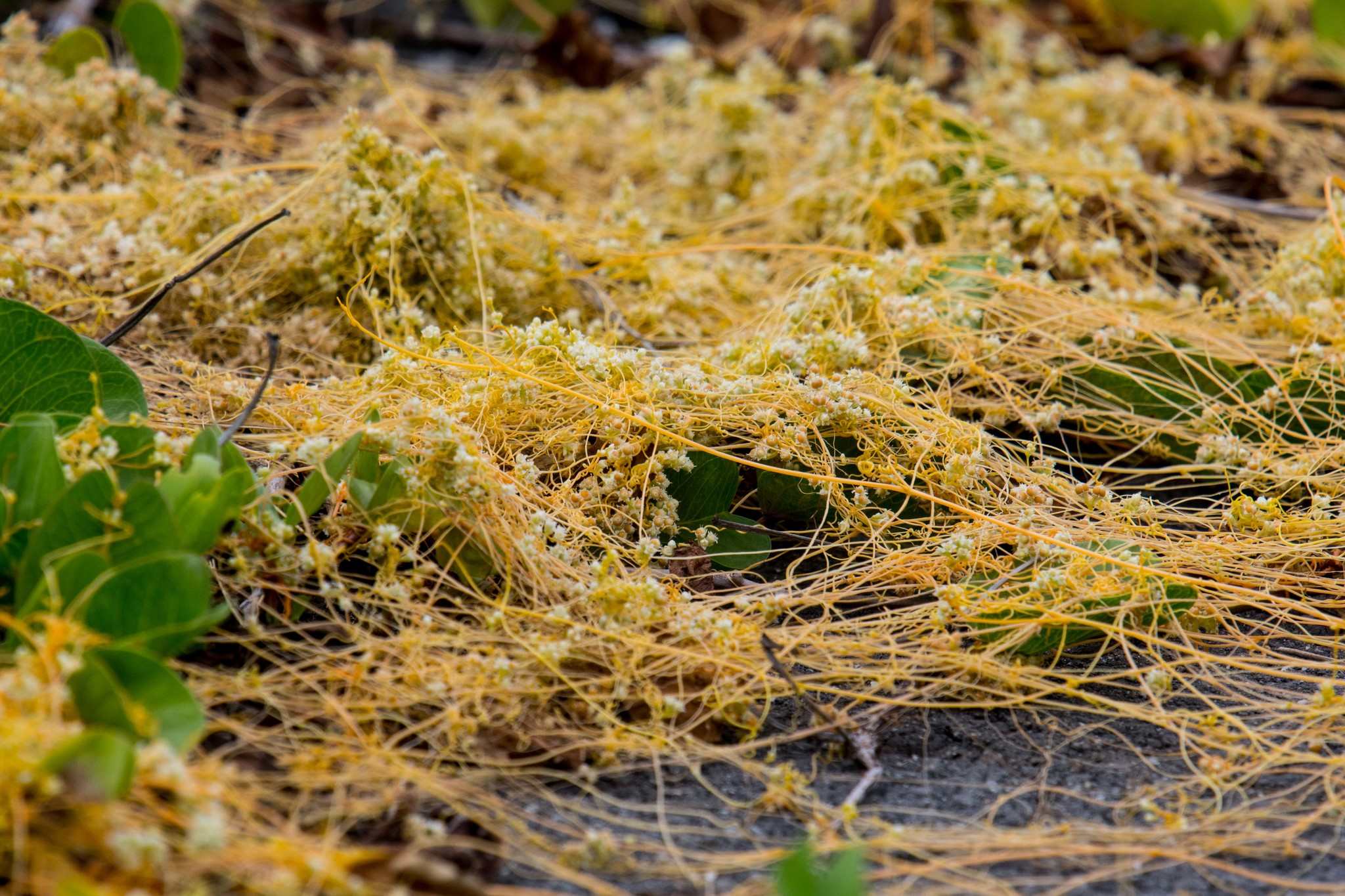 Cuscuta campestris