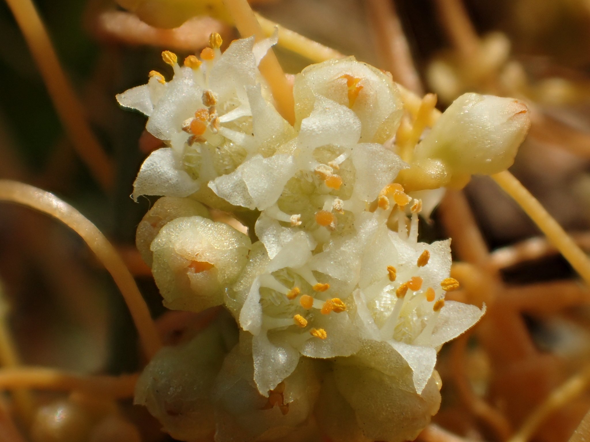 Cuscuta campestris