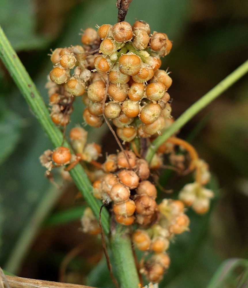 Cuscuta campestris