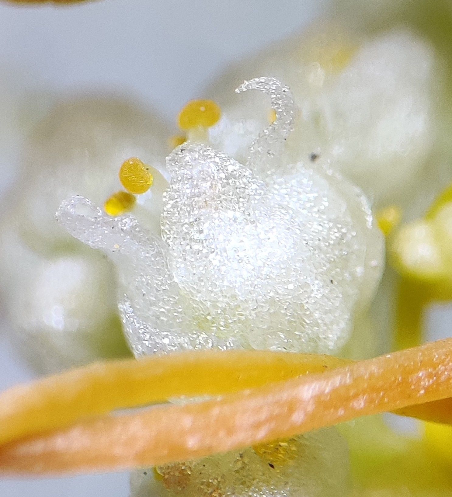 Cuscuta campestris
