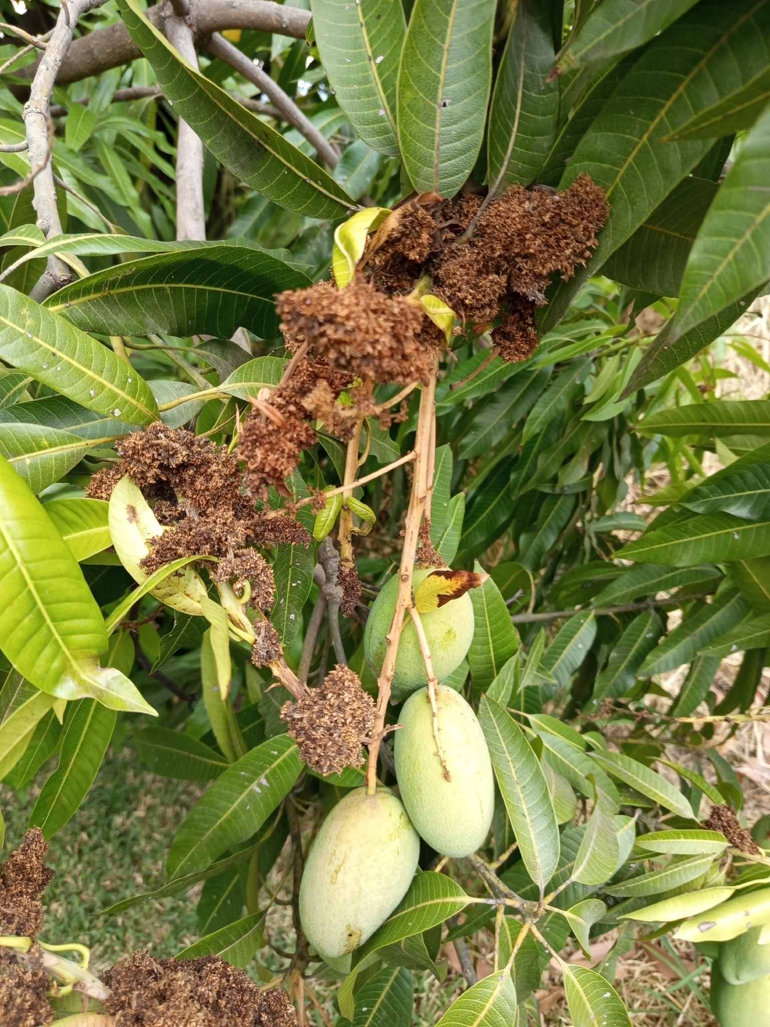 Fusarium mangiferae