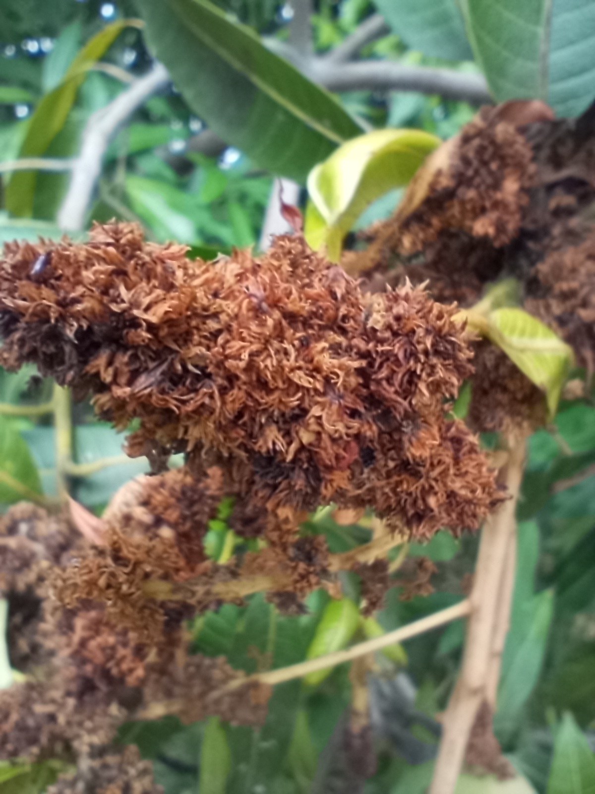 Fusarium mangiferae