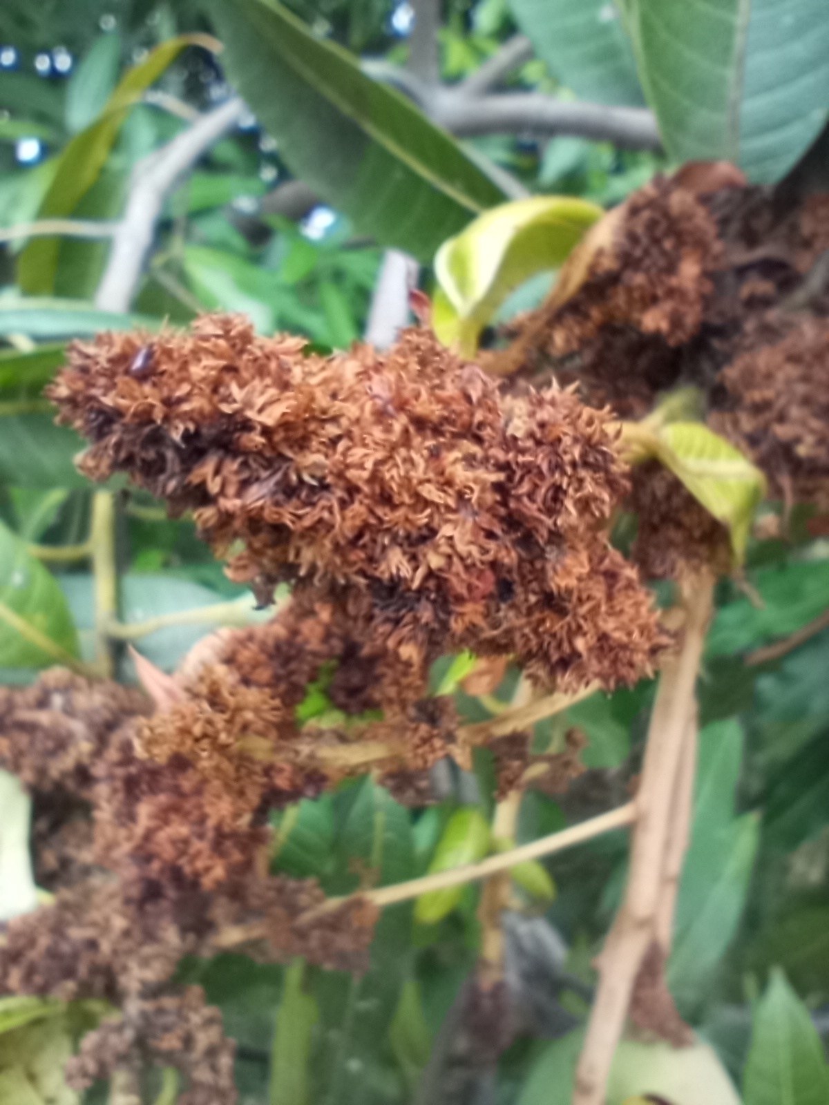 Fusarium mangiferae