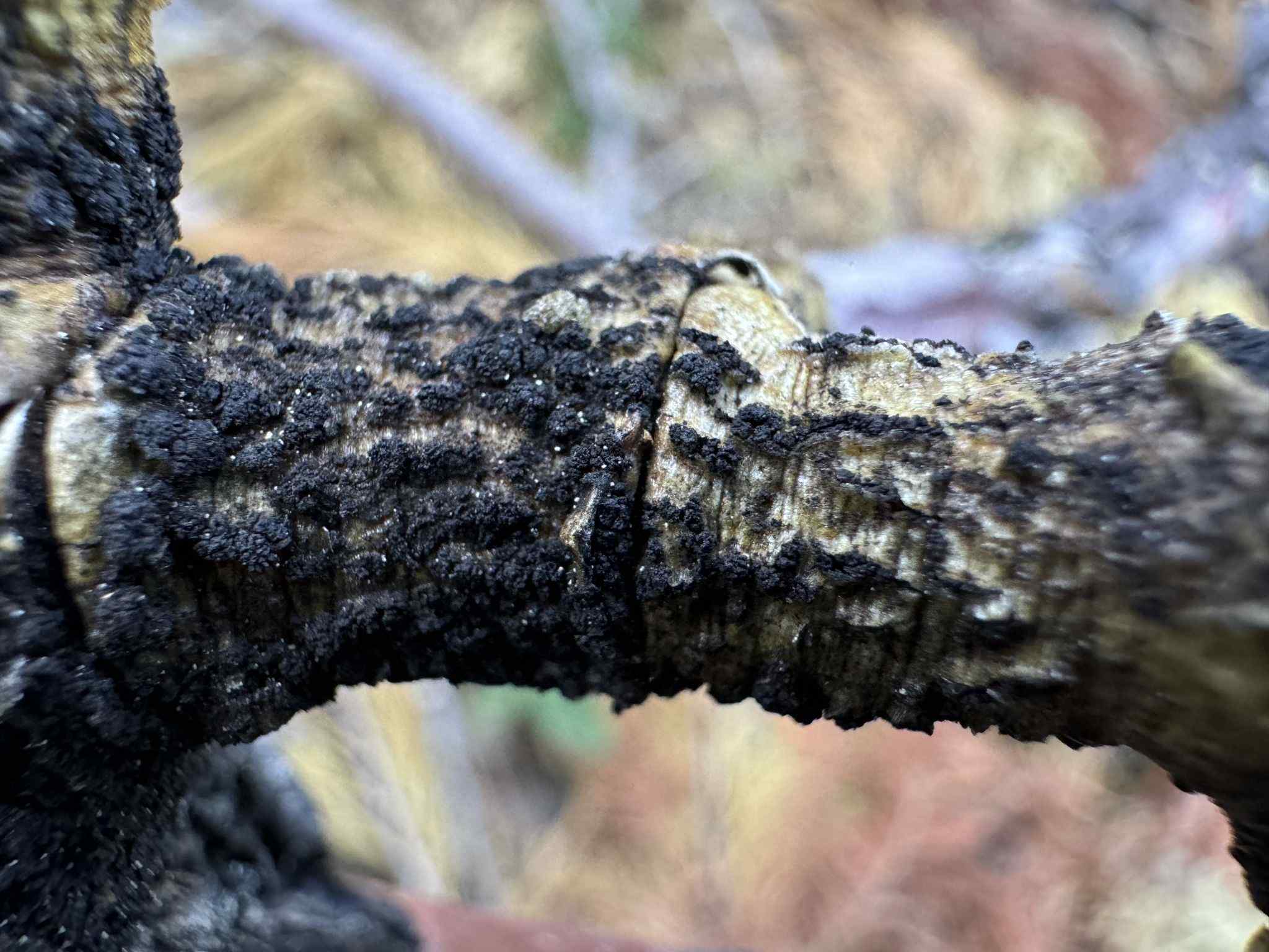 Plenodomus visci