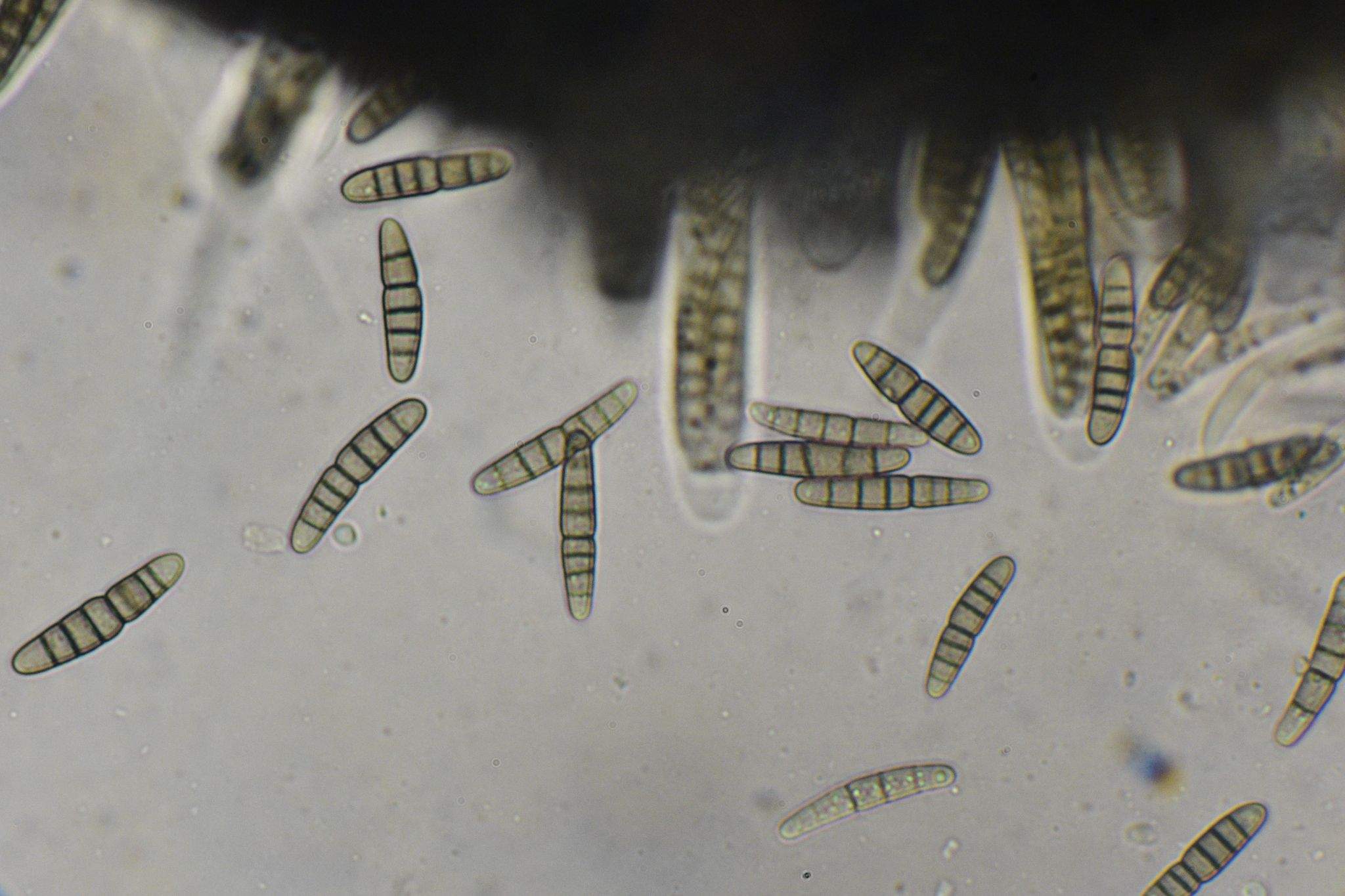Plenodomus visci