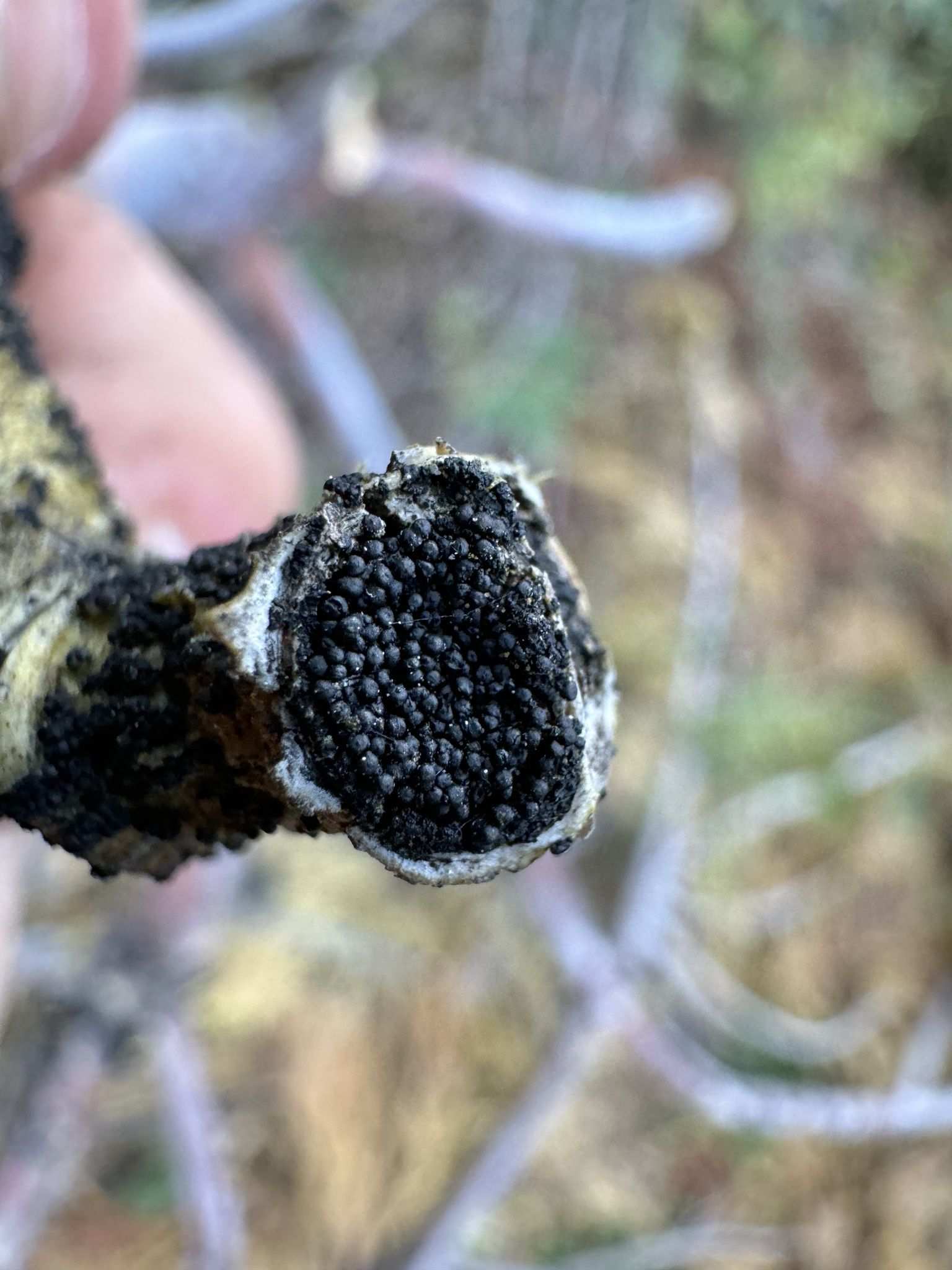 Plenodomus visci