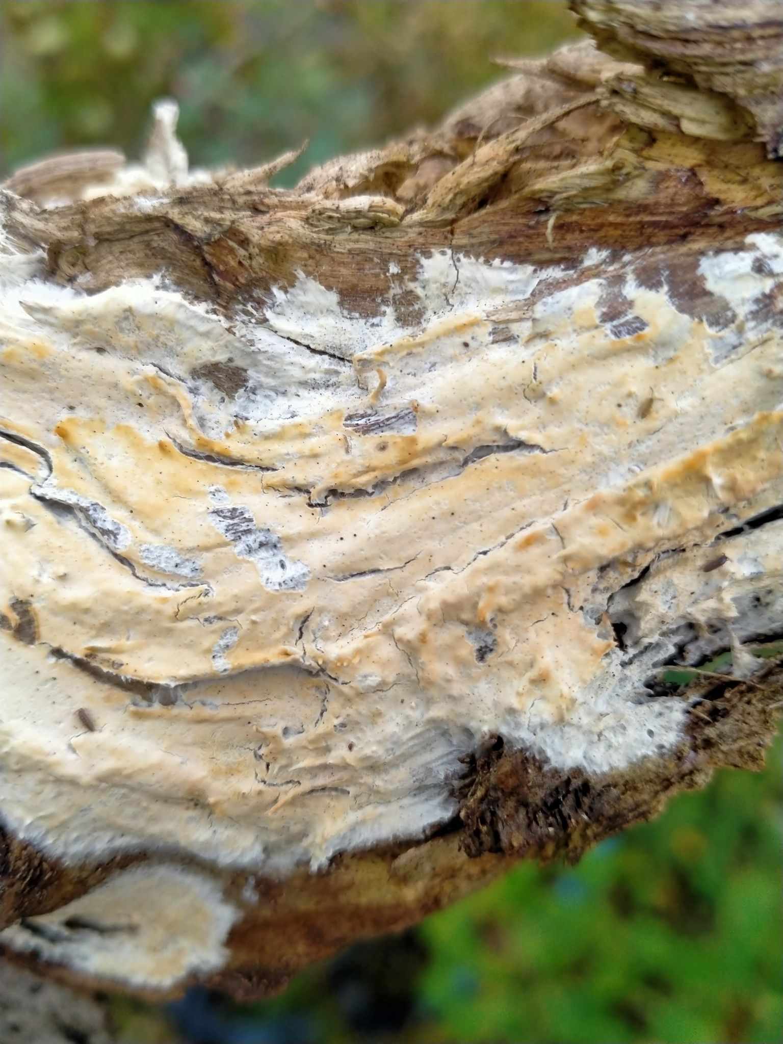 Baltazaria galactina