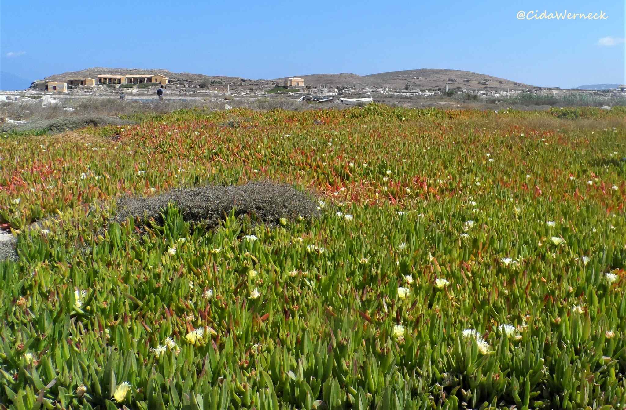Carpobrotus edulis