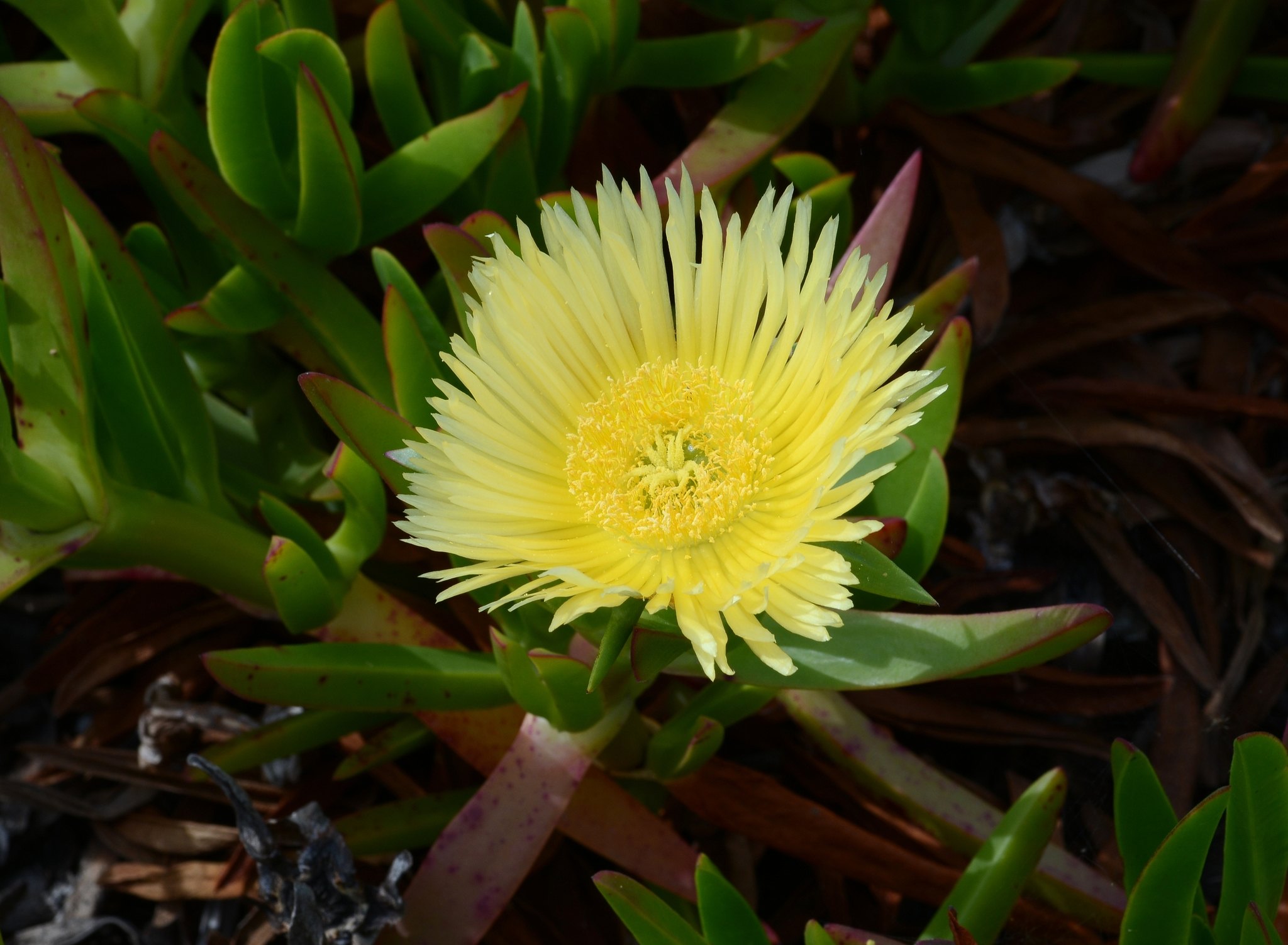 Carpobrotus edulis