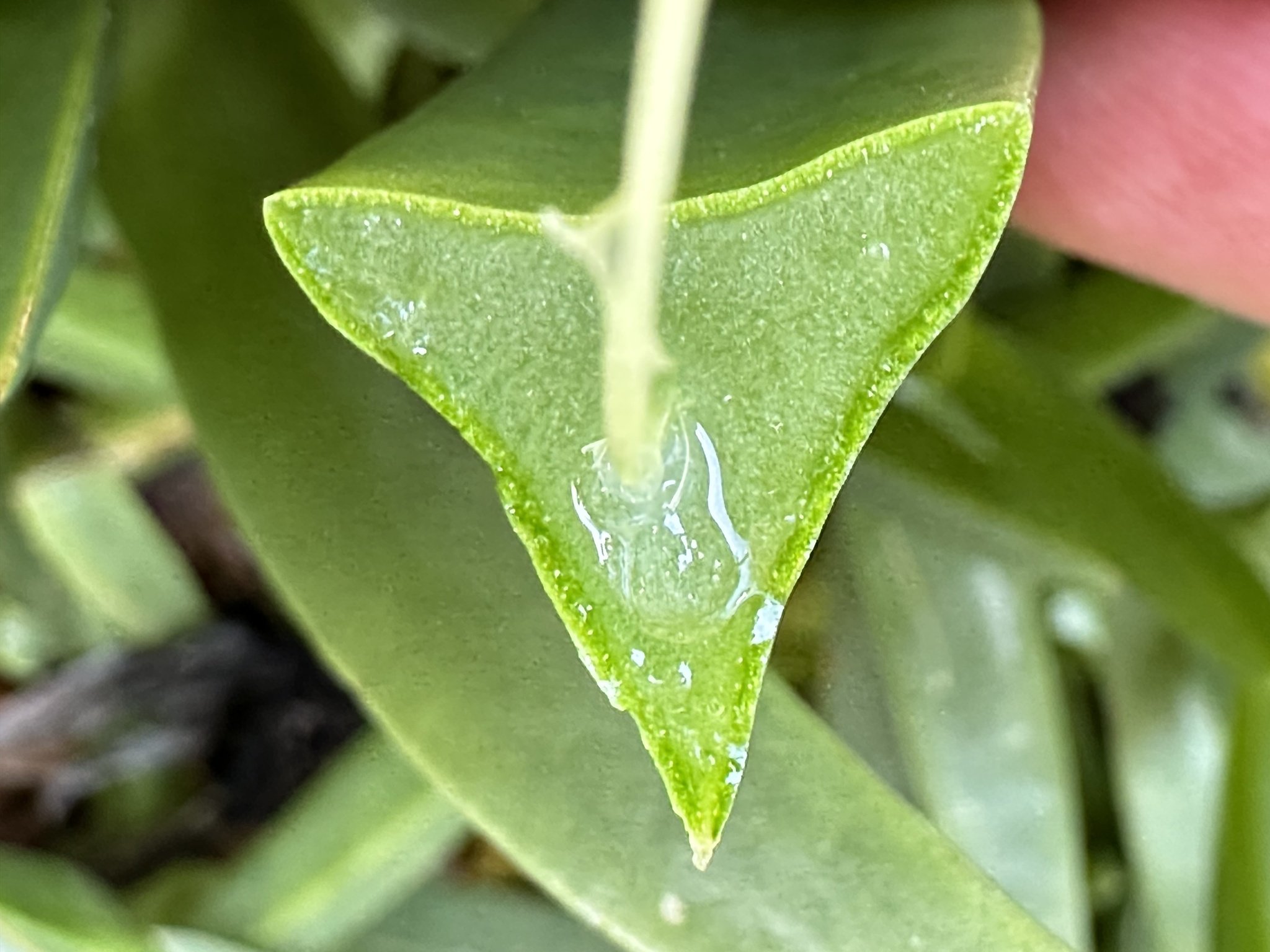 Carpobrotus edulis