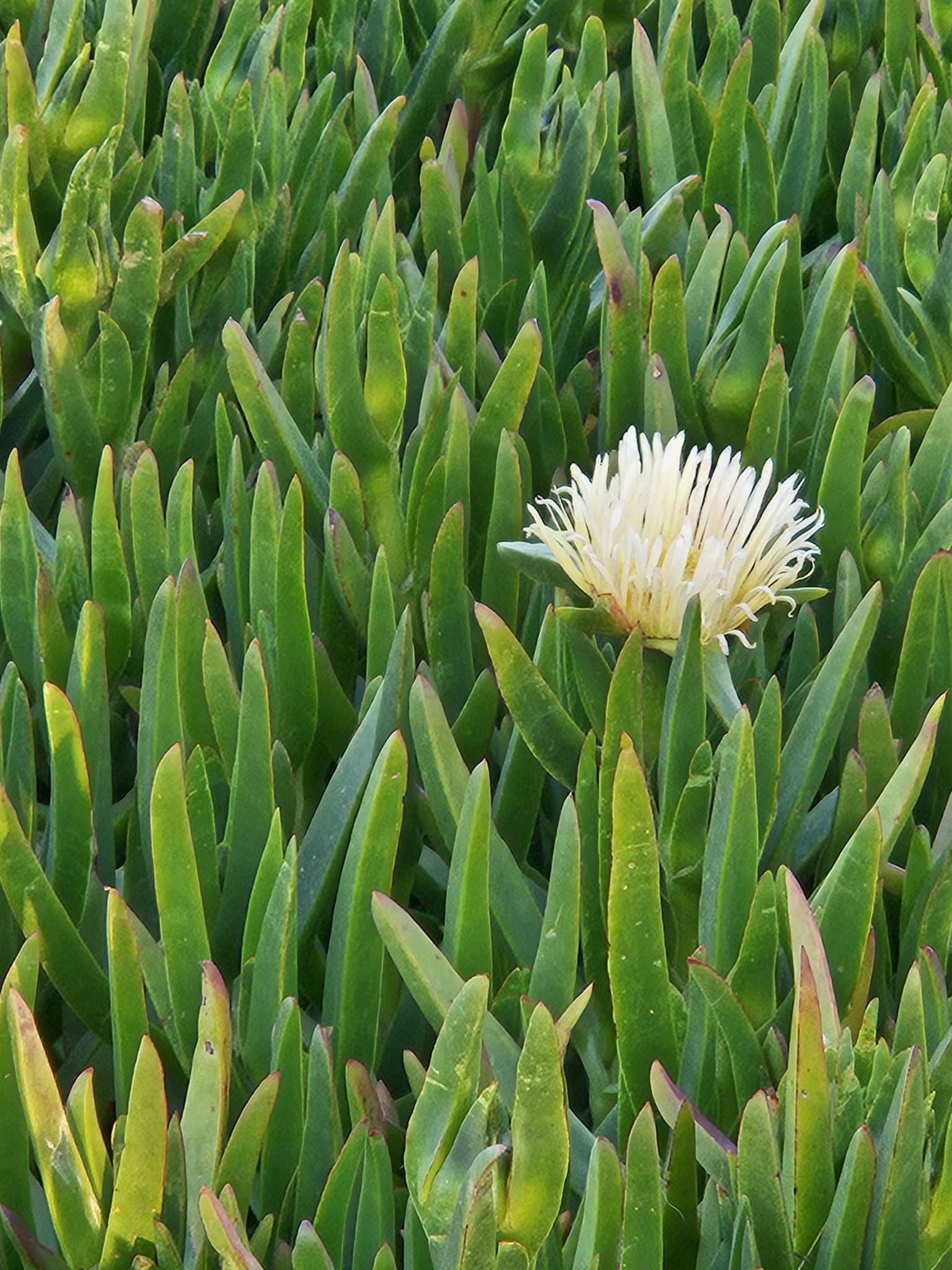 Carpobrotus edulis